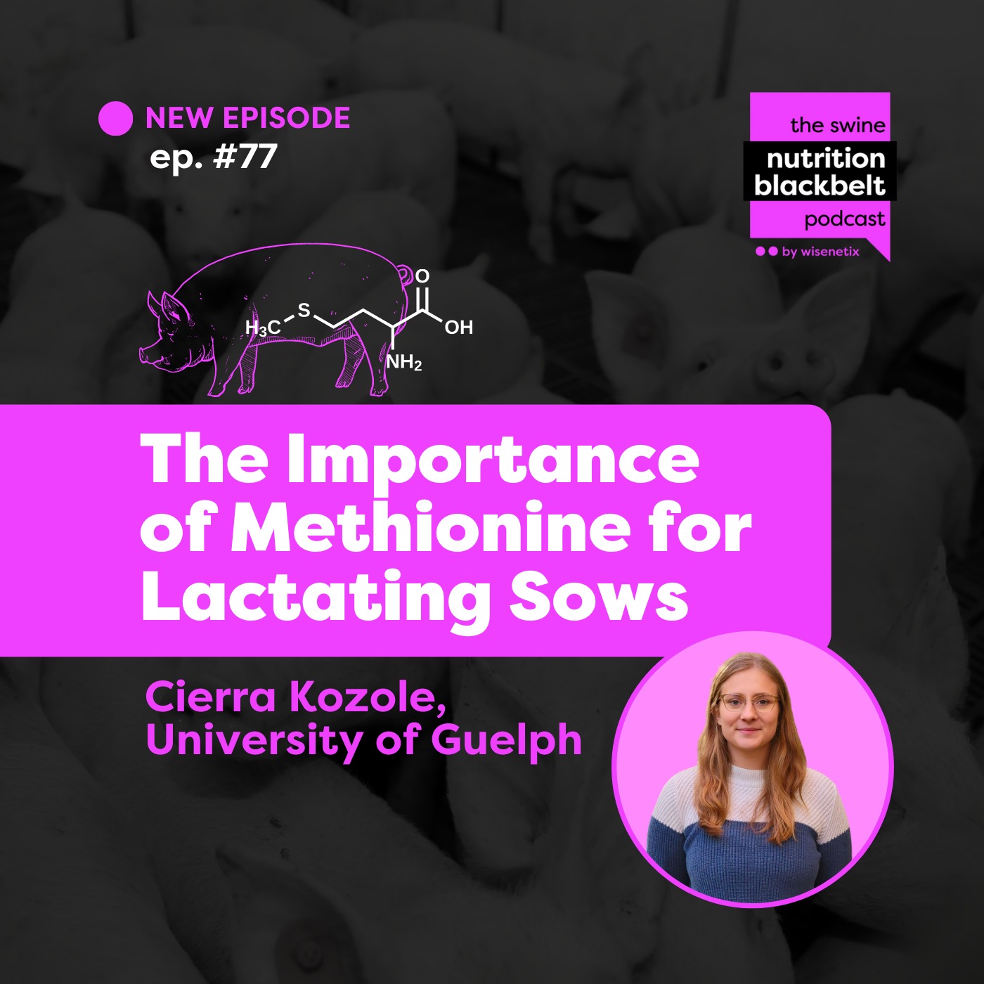 #77 - The Importance of Methionine for Lactating Sows - Cierra Kozole