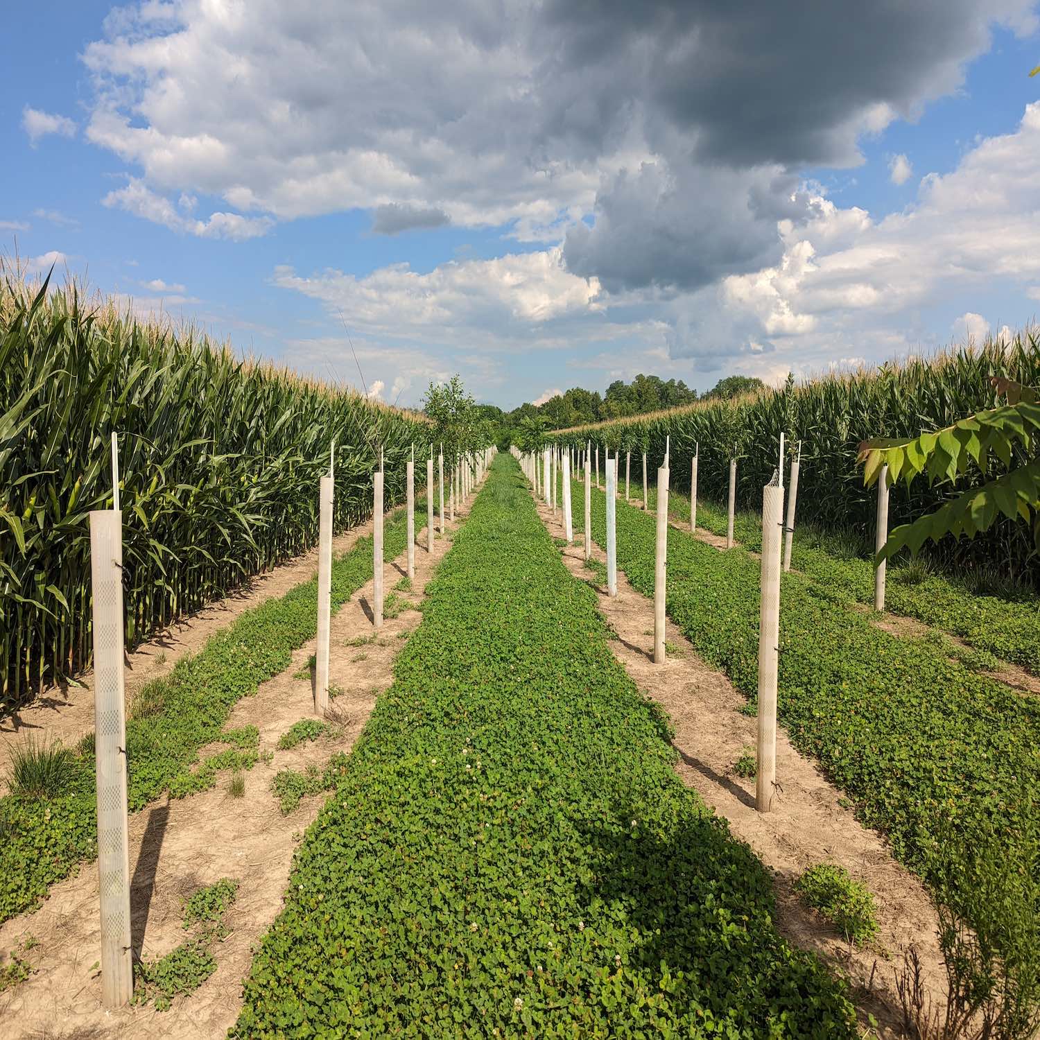 FoA 376: Agroforestry on Commercial Midwest Farms with Kevin Wolz of Canopy FM