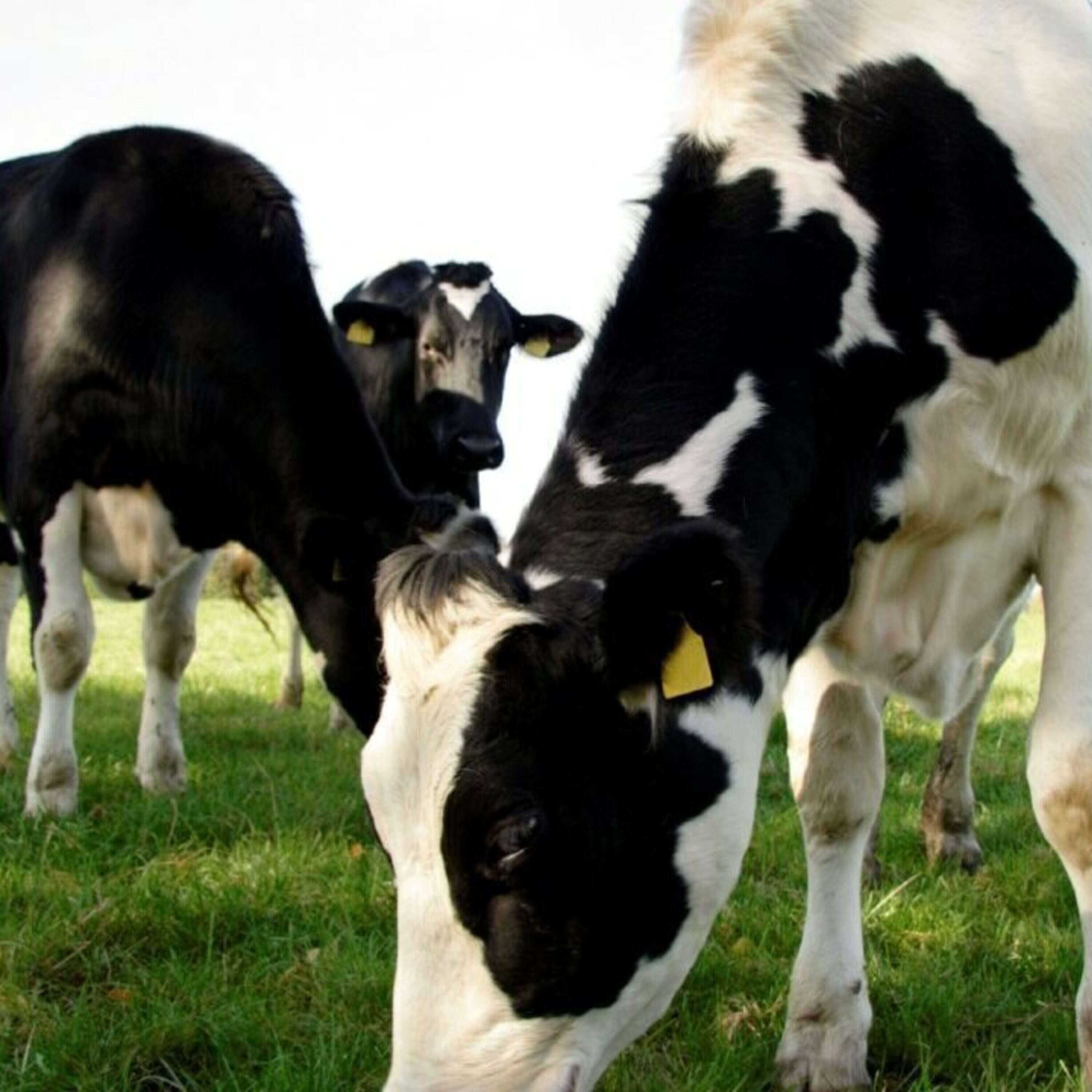 Tackling Bovine Respiratory Disease