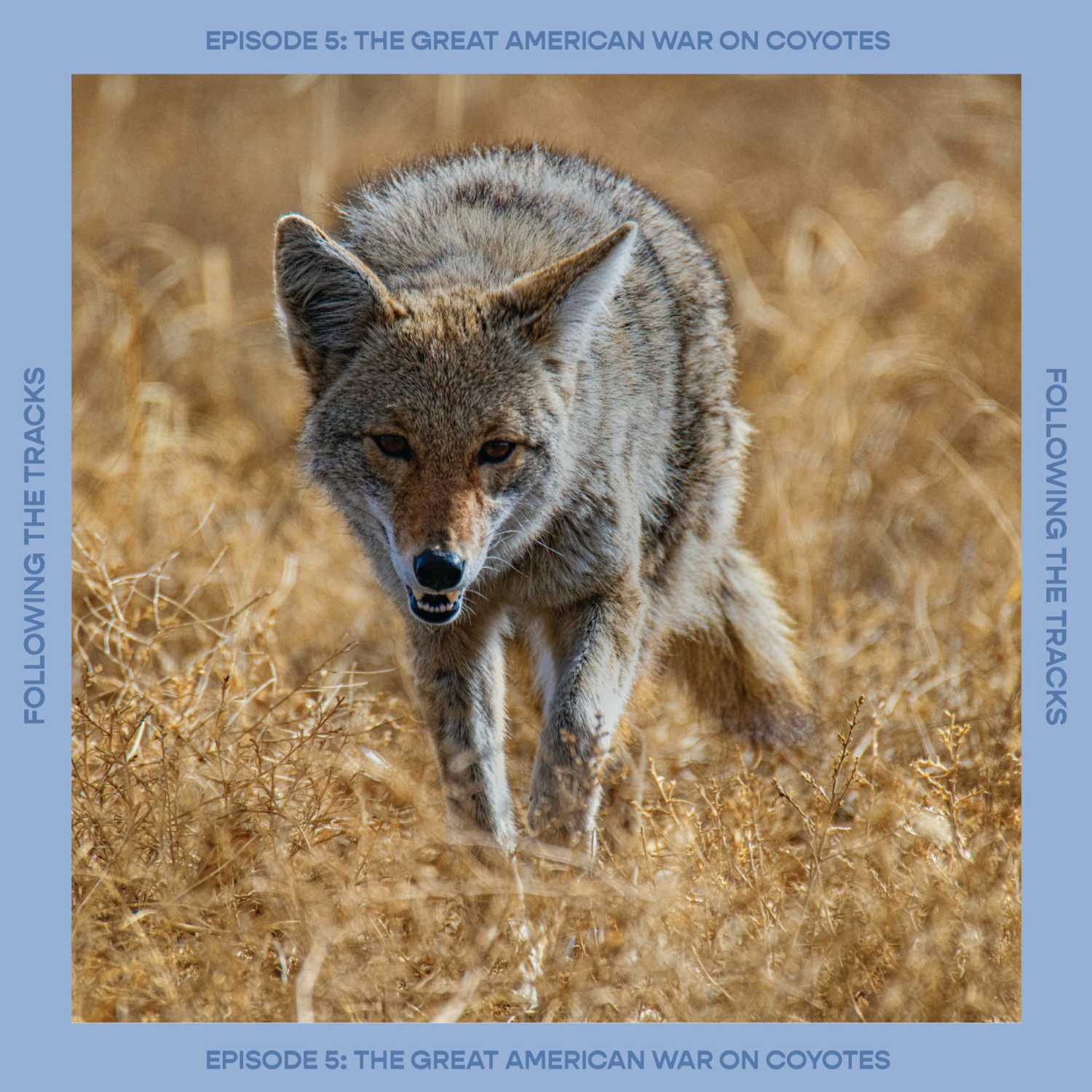 ⁣The Great American War on Coyotes