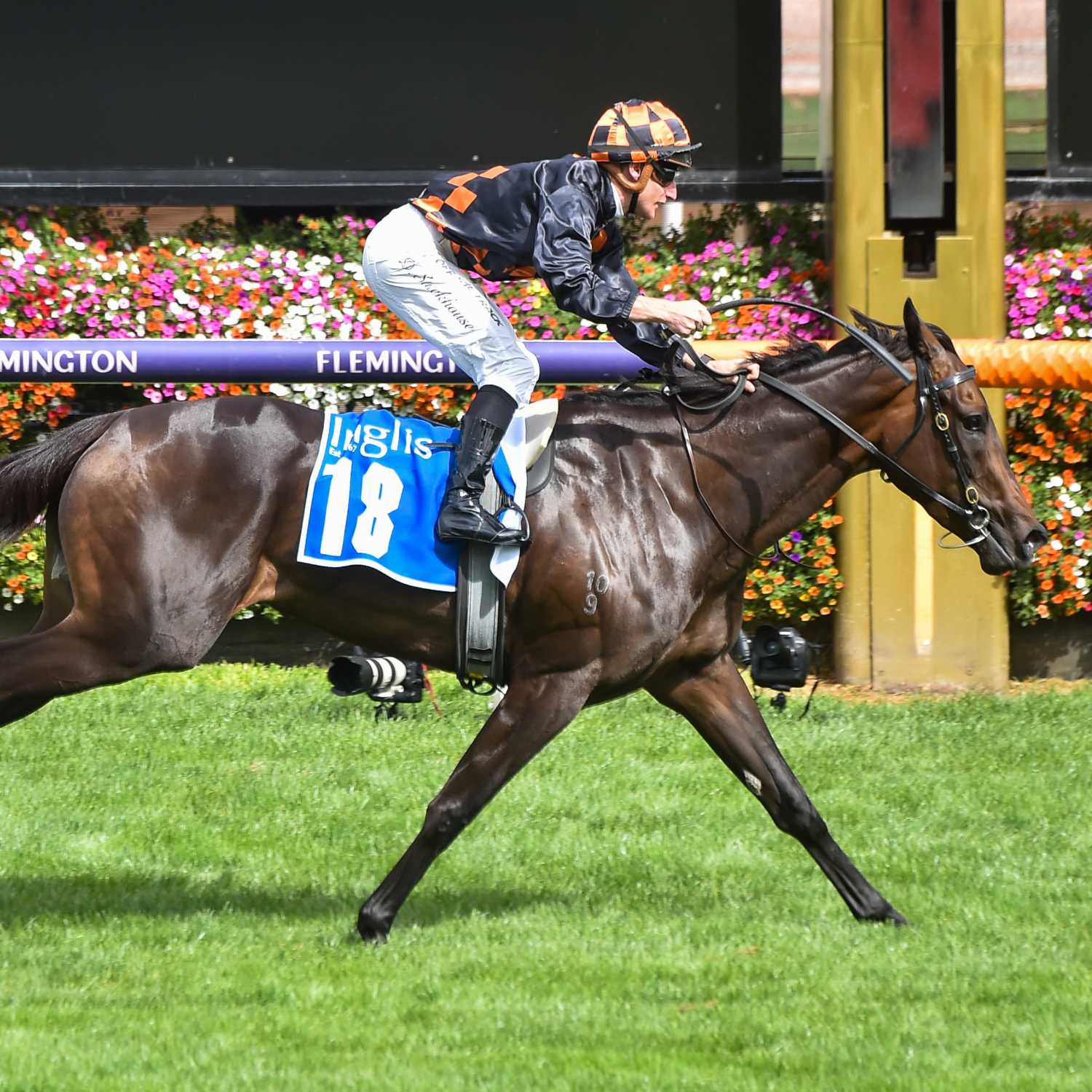 Aurie's Star Handicap Day Preview