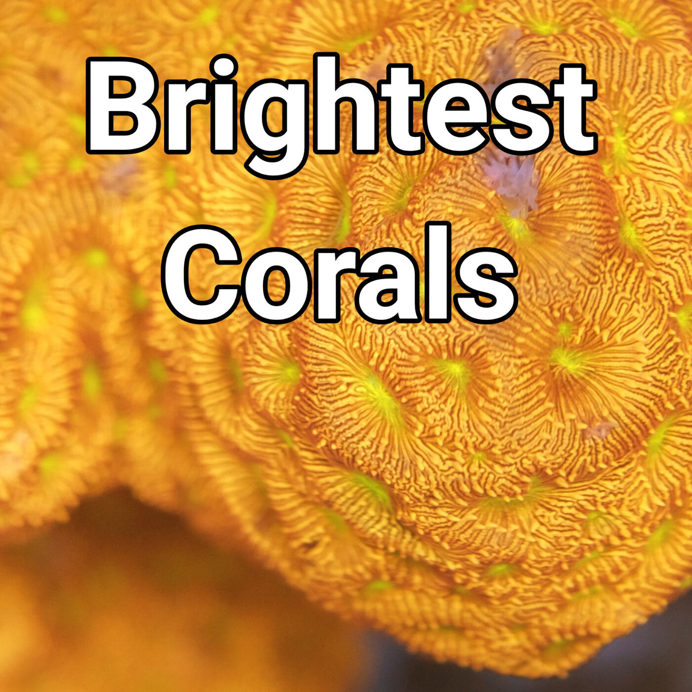 ⁣Brightest Glowing Corals For A Saltwater Aquarium | The Prestige Reef Dork Show