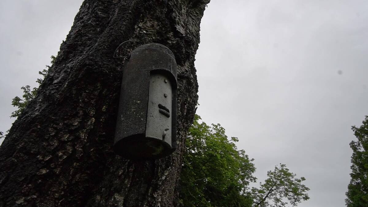 Nattvandring i et "hotspot" for flaggermus