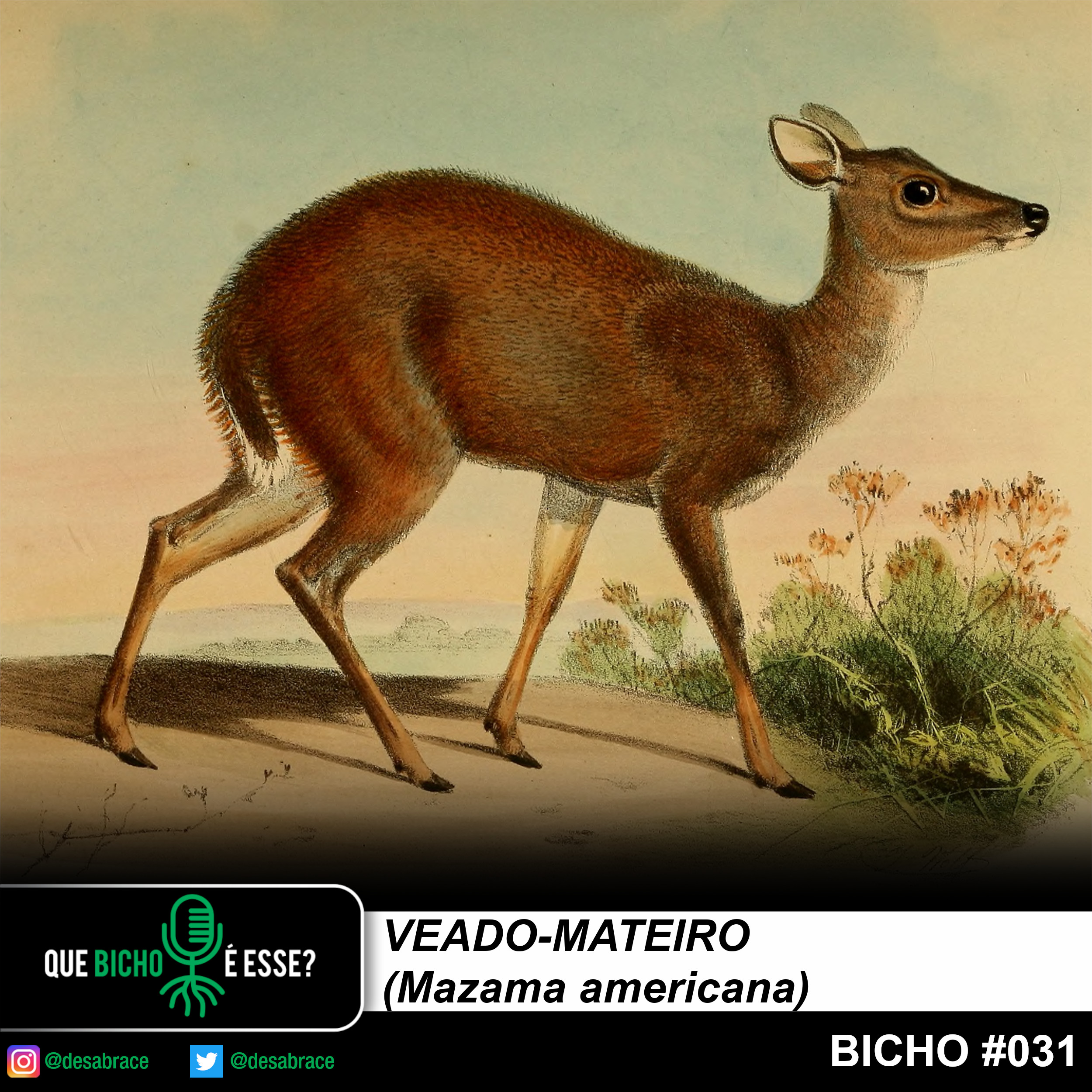 #valeAPenaOuvirDeNovo – veado-mateiro (Mazama americana) ou não…