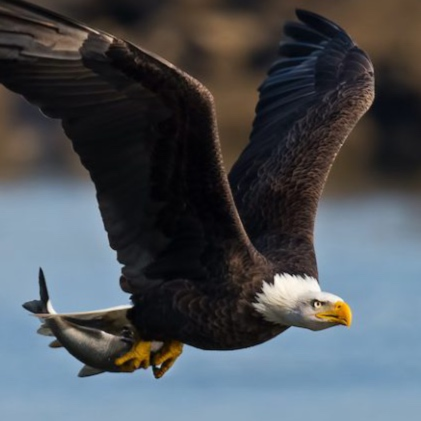 El águila - Animales y planta de la Biblia con el Pr. Lucho