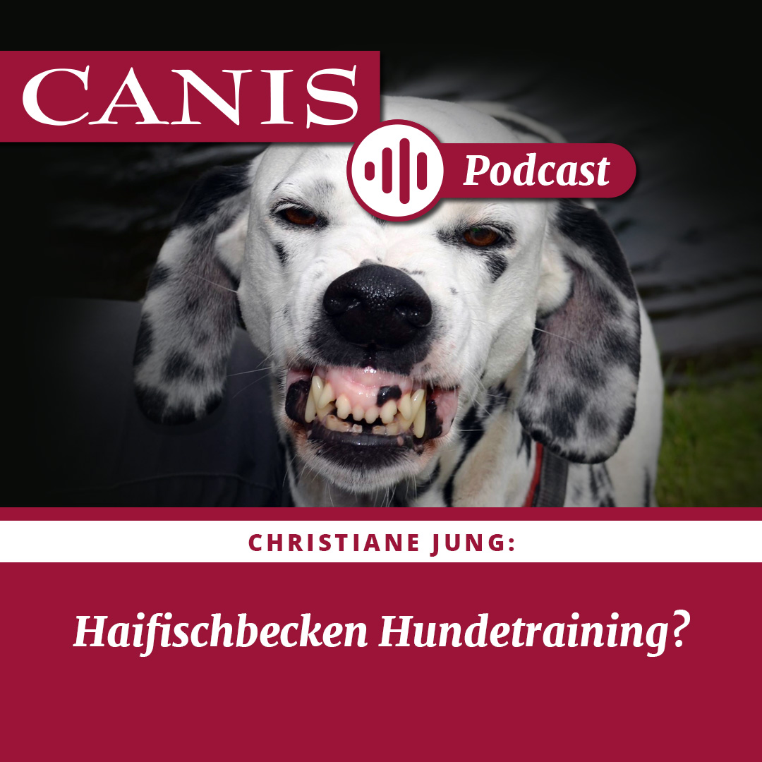 ⁣Haifischbecken Hundetraining?