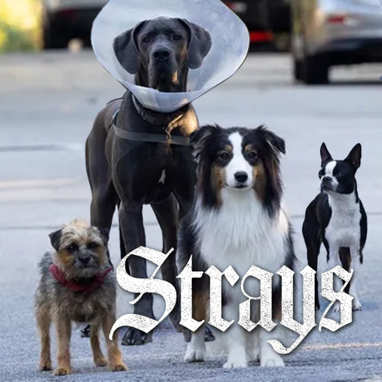 ⁣Strays – Episode 133