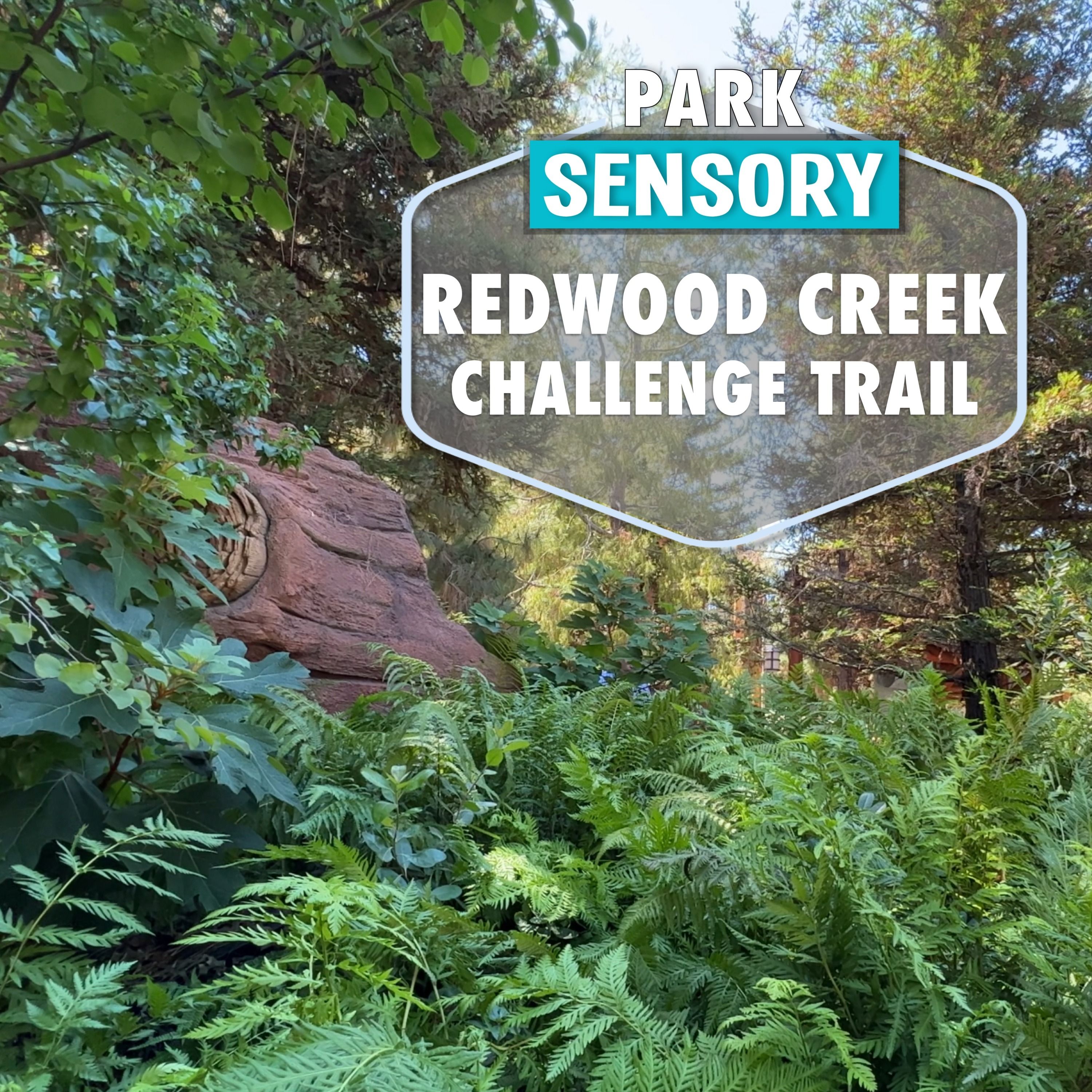 Redwood Creek Challenge Trail BGM