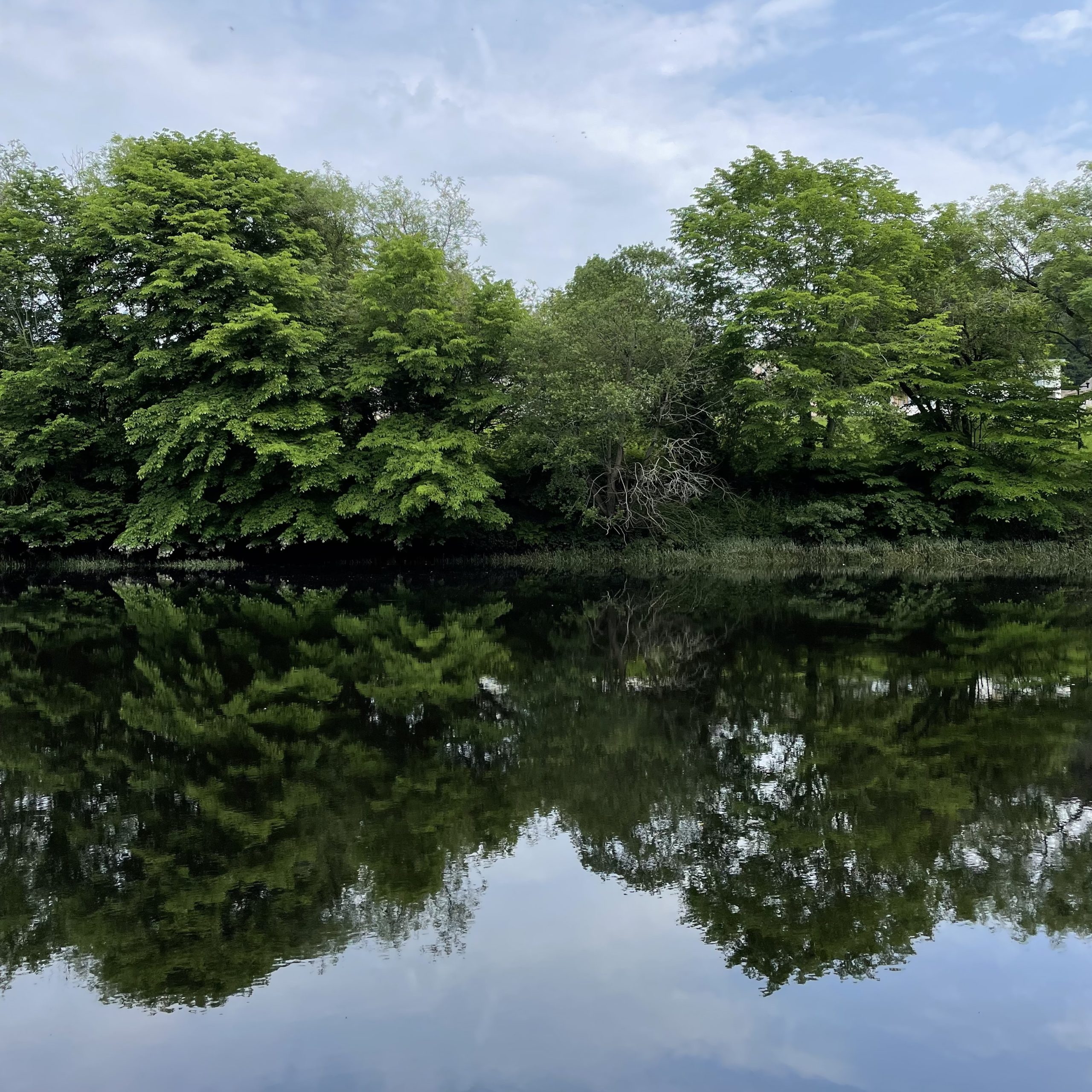 Moncrieffe Island, Perth, Scotland at midday on 12th June 2023 – by Eleanor McDowall