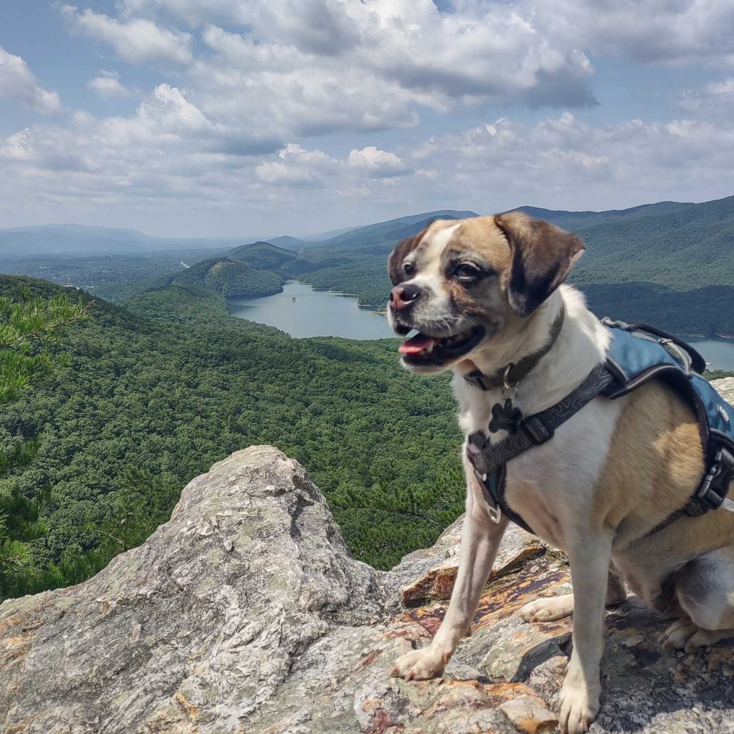 Appalachian Trail Section | Tinker Cliffs and McKafee's Knob! 