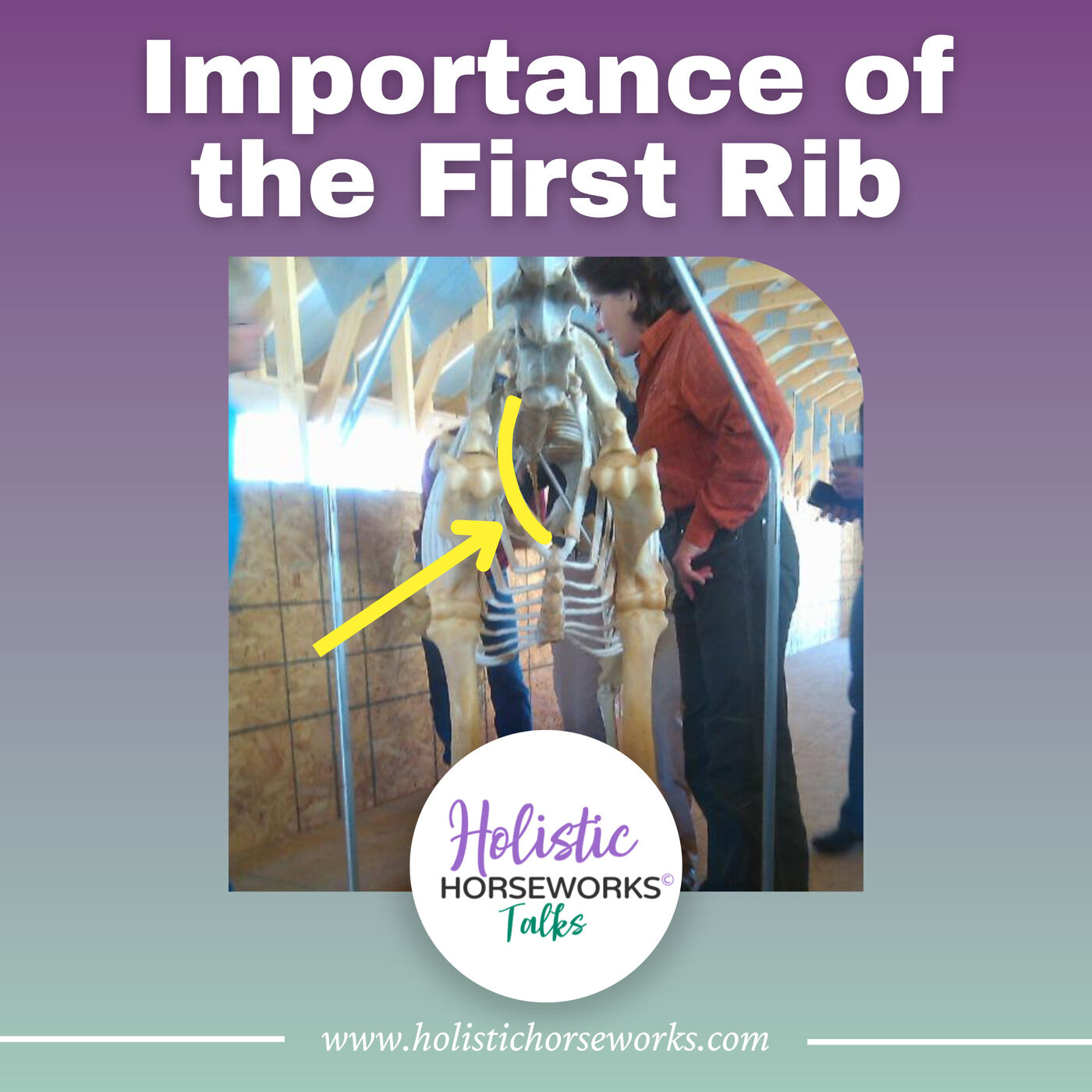 The Importance of the First Rib in Horses