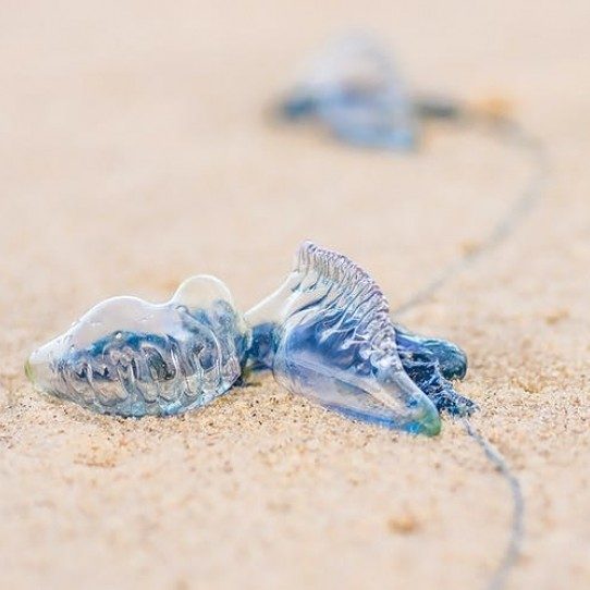 What’s blind, buoyant, and brainless? Bluebottles!