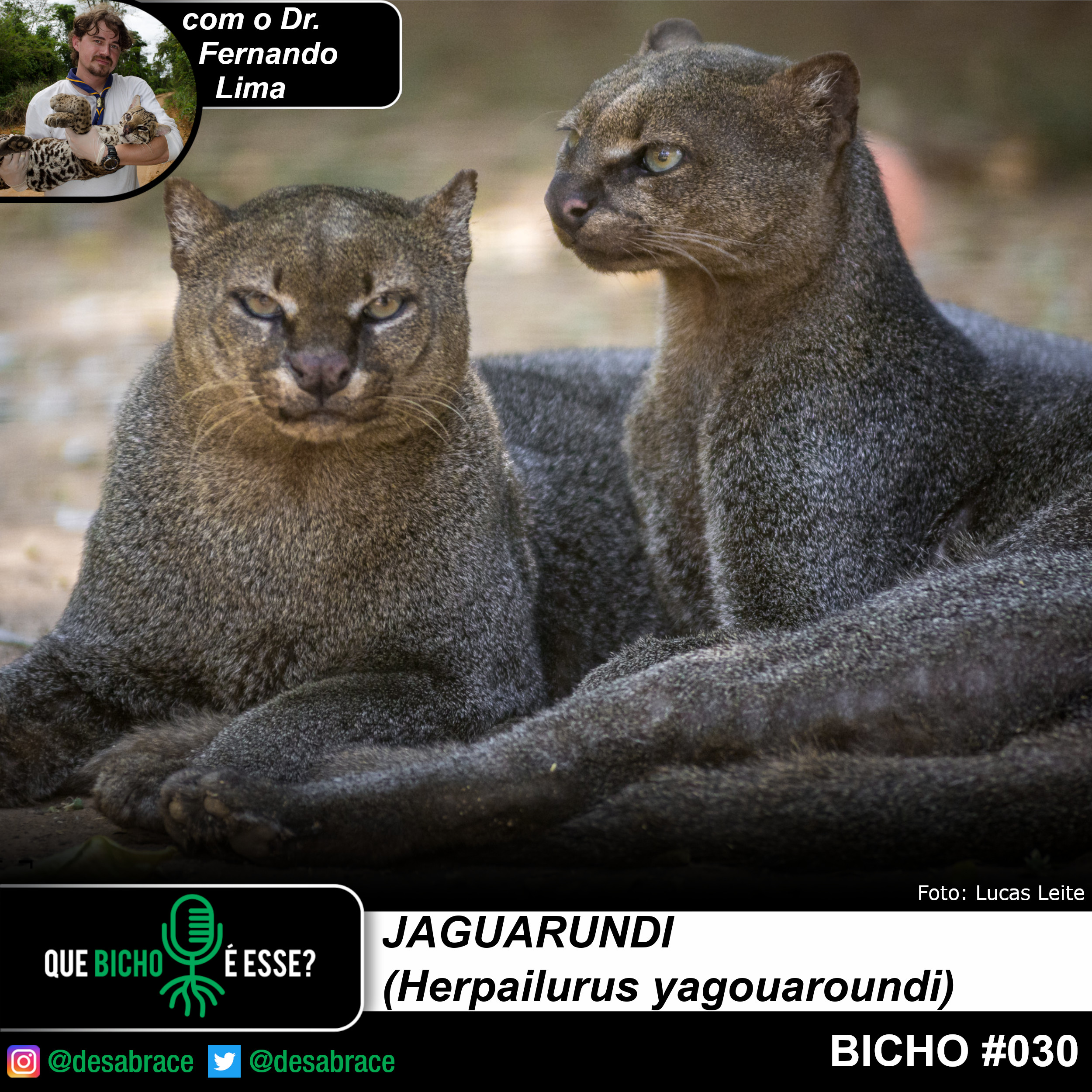 #valeAPenaOuvirDeNovo – jaguarundi (Herpailurus yagouaroundi)