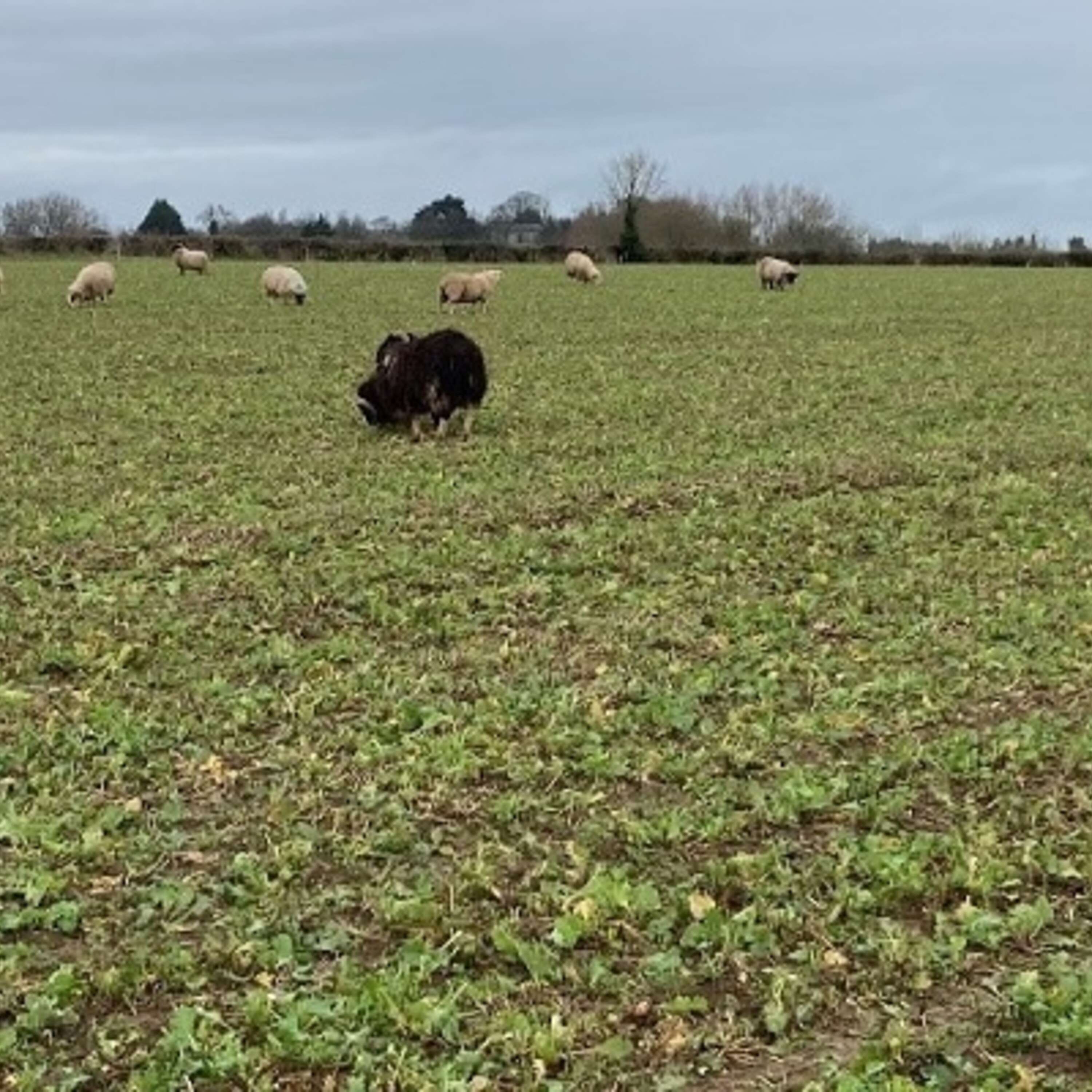 Rule changes for grazing cover crops and oilseed rape planting season