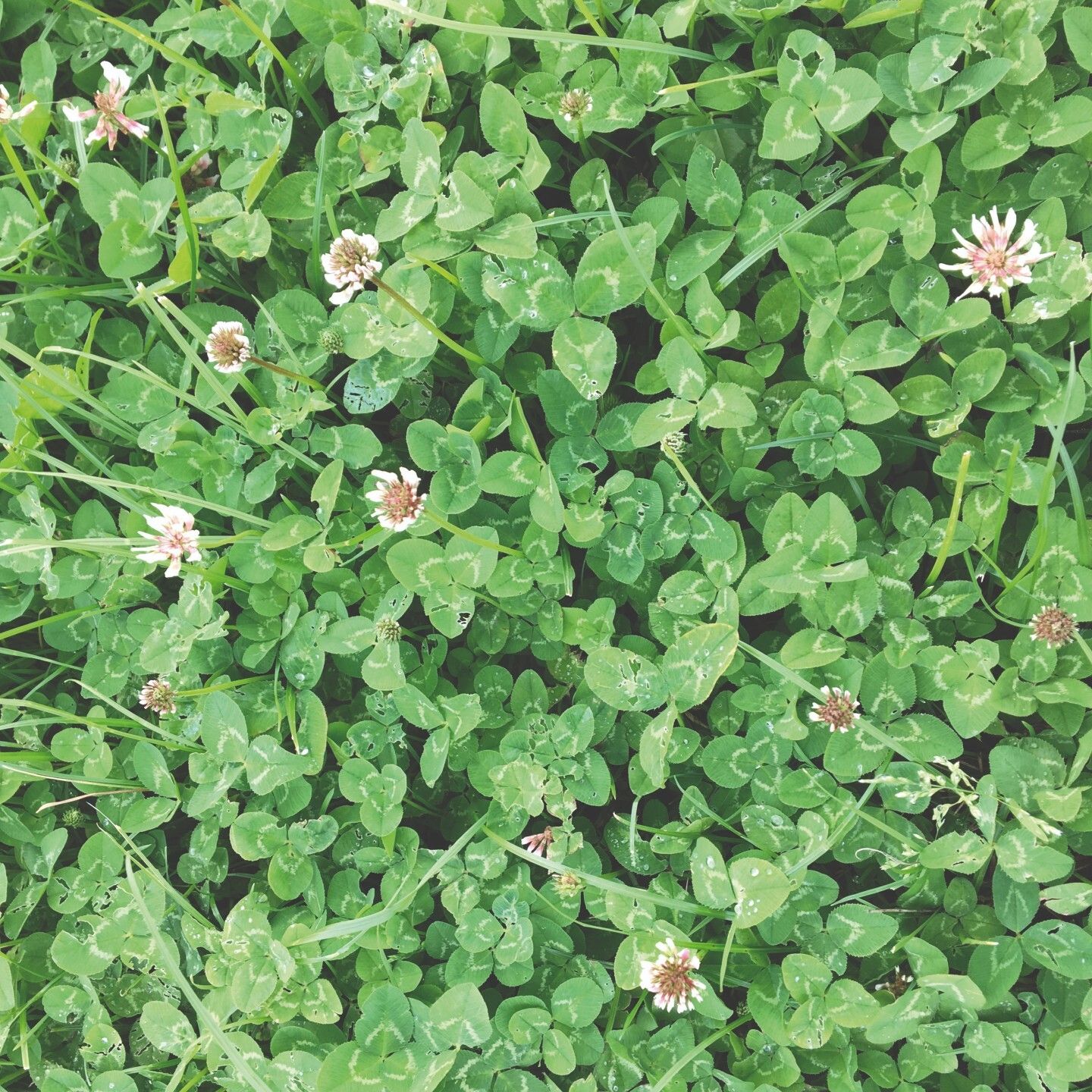 Cultivating clover: Practical farming advice