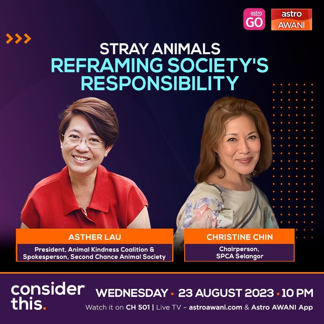 Consider This: Stray Animals | Reframing Society's Responsibility