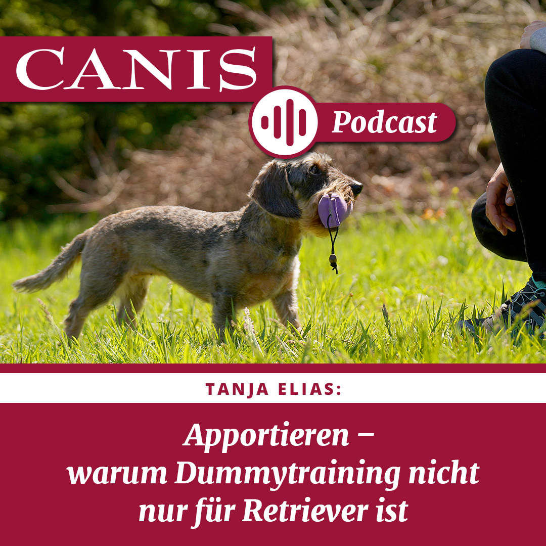 Apportieren – warum Dummytraining nicht nur für Retriever ist