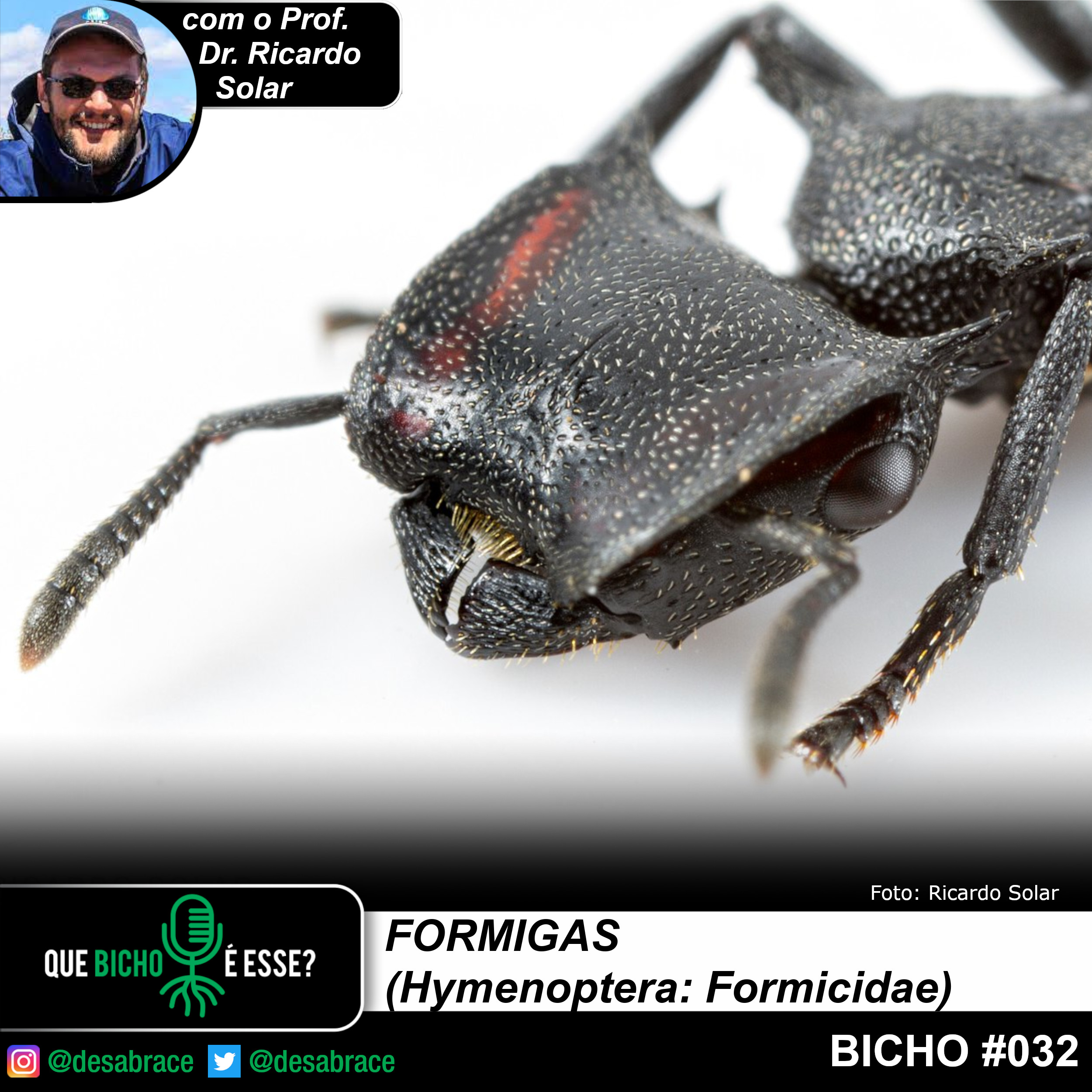 #valeAPenaOuvirDeNovo – formigas (Hymenoptera: Formicidae)