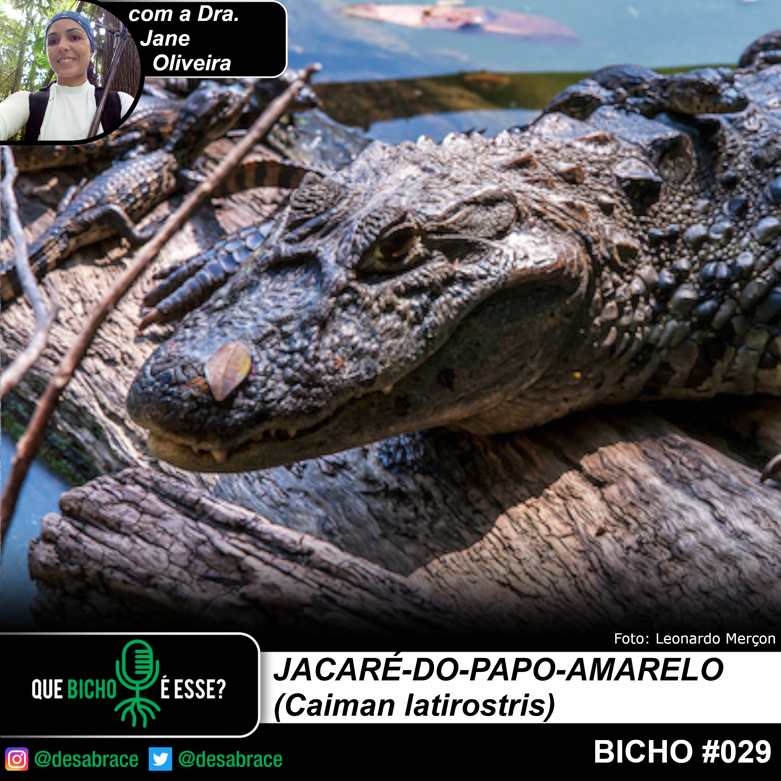 #valeAPenaOuvirDeNovo – jacaré-do-papo-amarelo (Caiman latirostris)