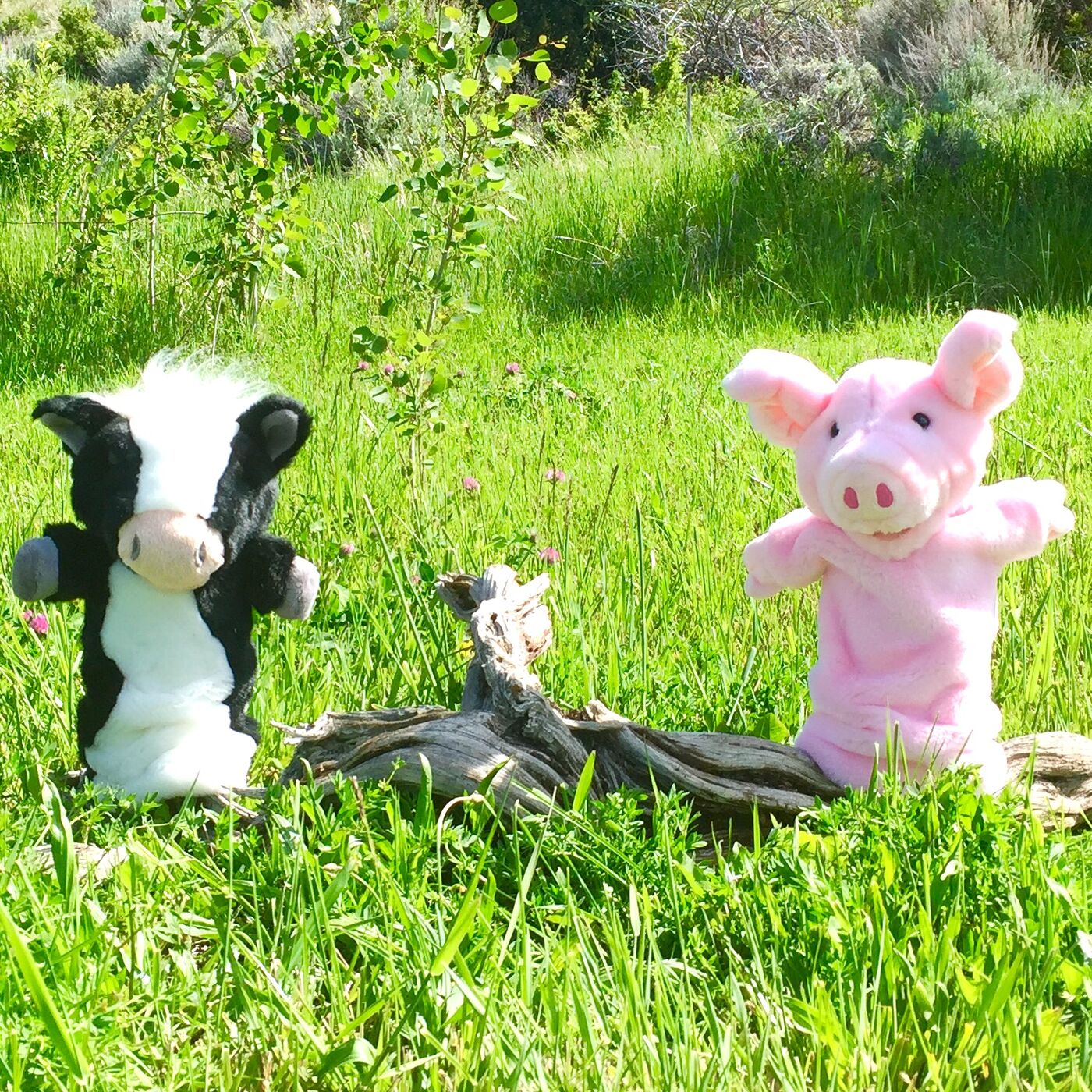 0879 Pinkie The Pig Podcast/ Tuesday's Tune Pinkie Sings ***** "Garden Party"