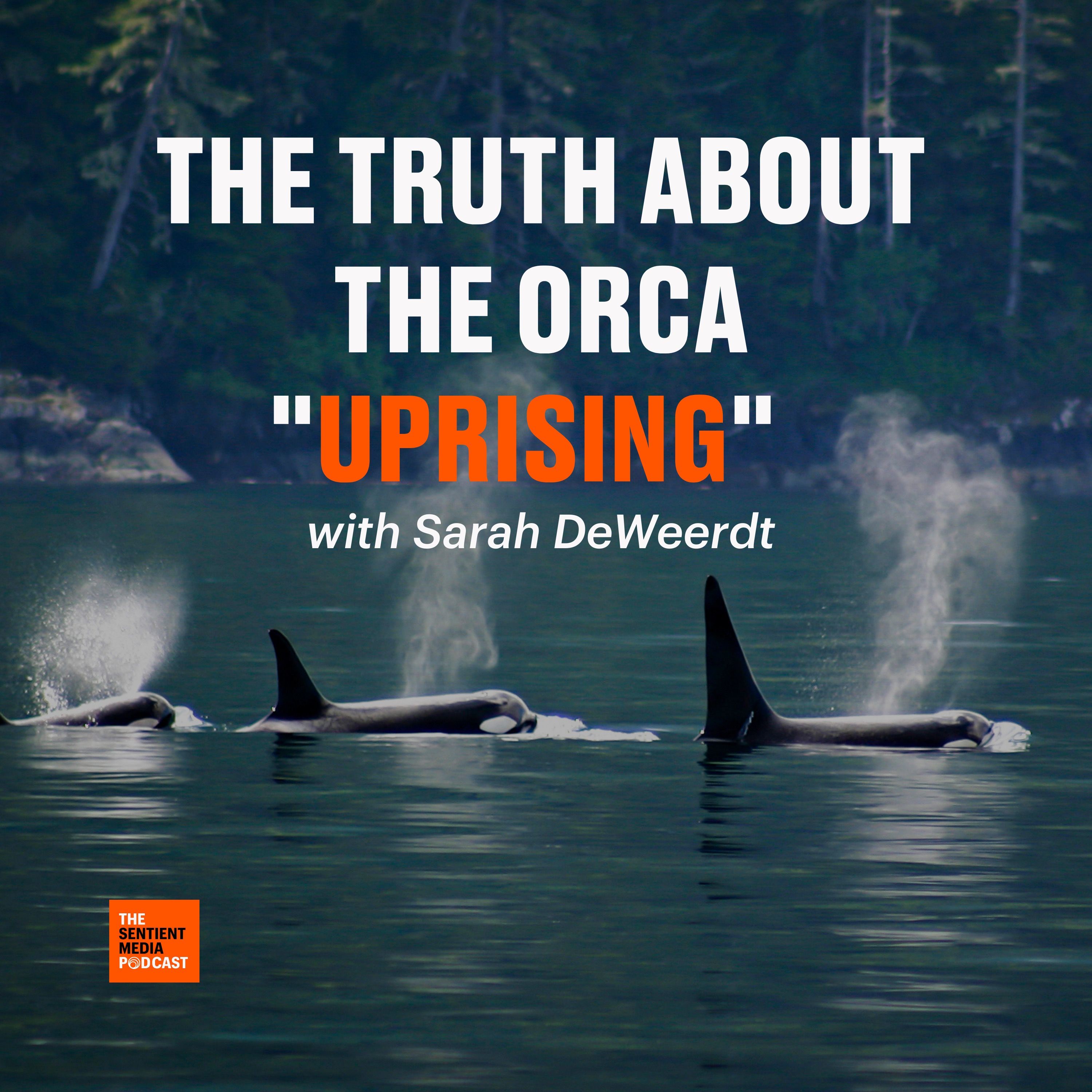 ⁣035 Sarah DeWeerdt: The Truth Behind the Orca "Uprising"