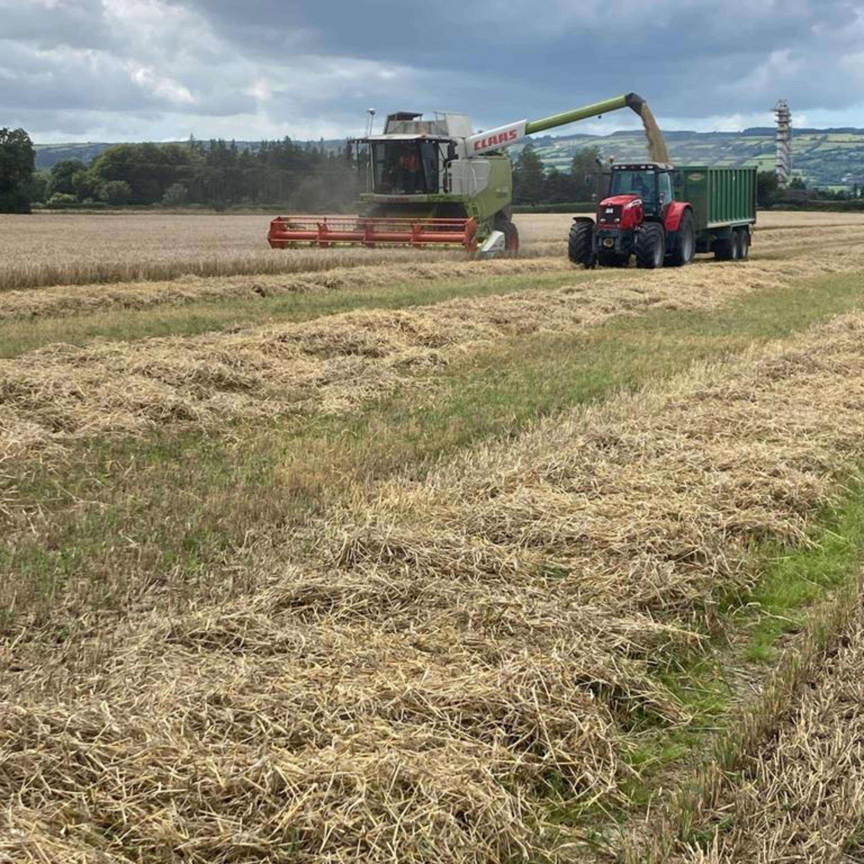 Teagasc Oak Park farm harvest update