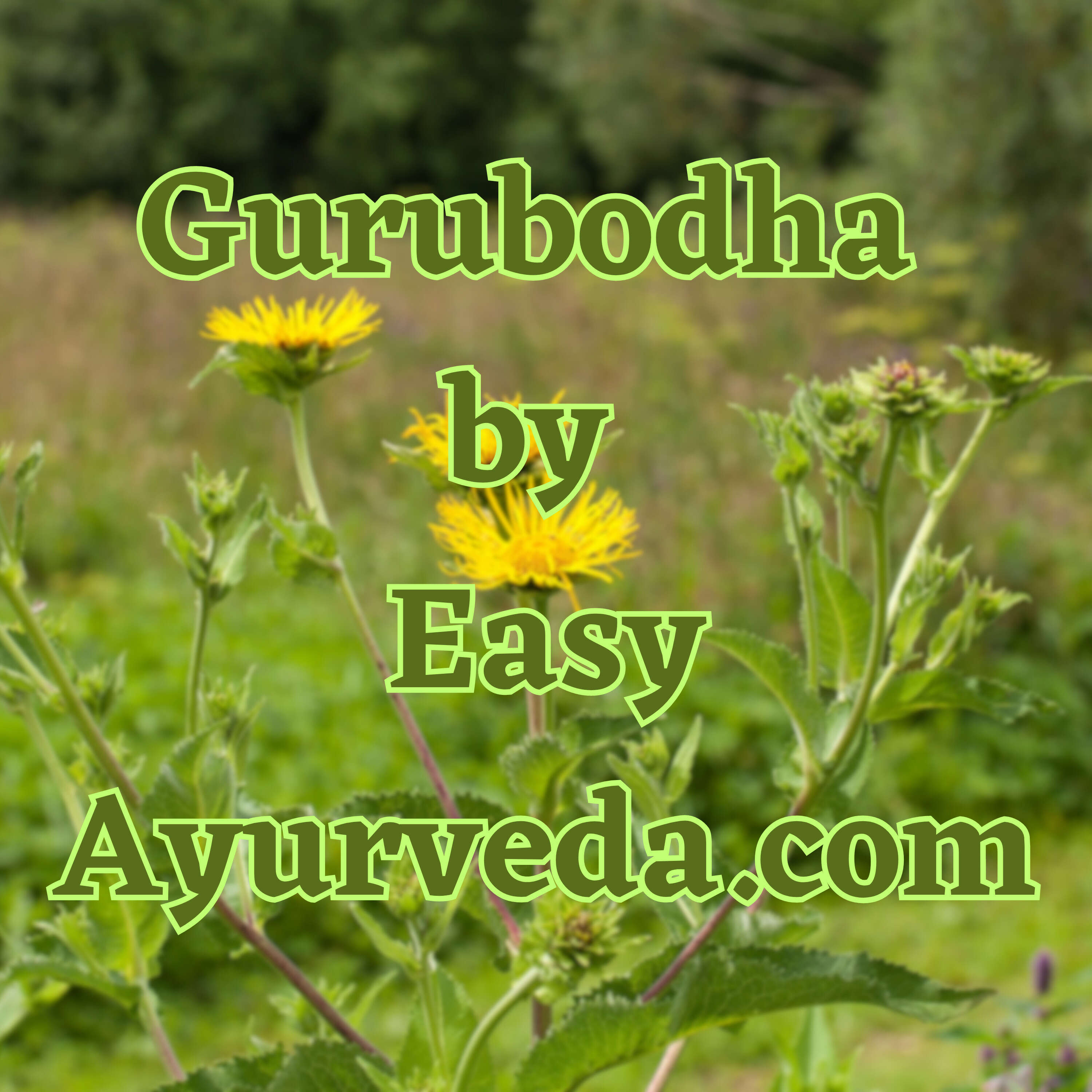 ⁣GURUBODHA 62: Pushkaramula - Use in Heart & Lungs| Ayurvedic Perspective on Probiotics