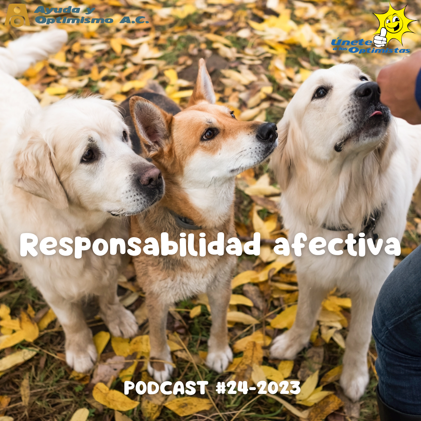 ⁣# 24-2023 Responsabilidad afectiva.