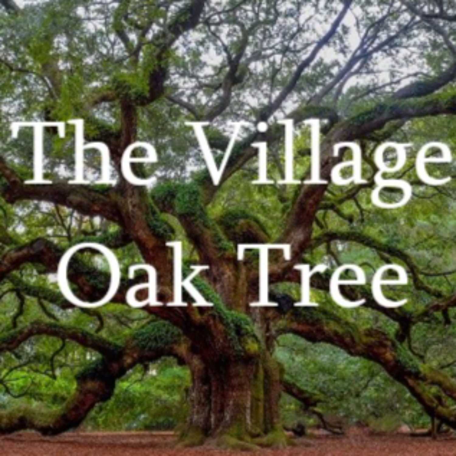 The Village Oak Tree for August 9th, 2023