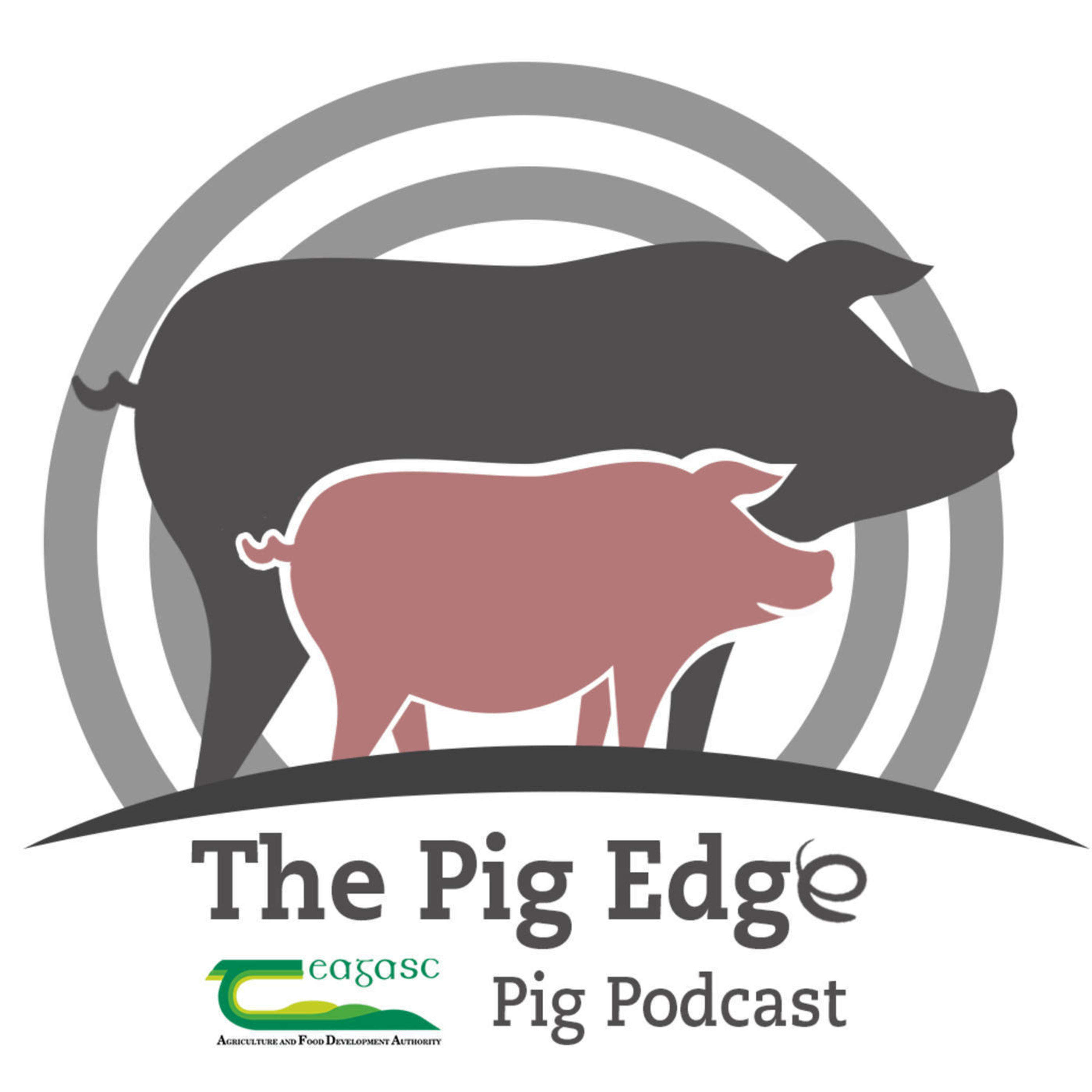 The Pig Edge 