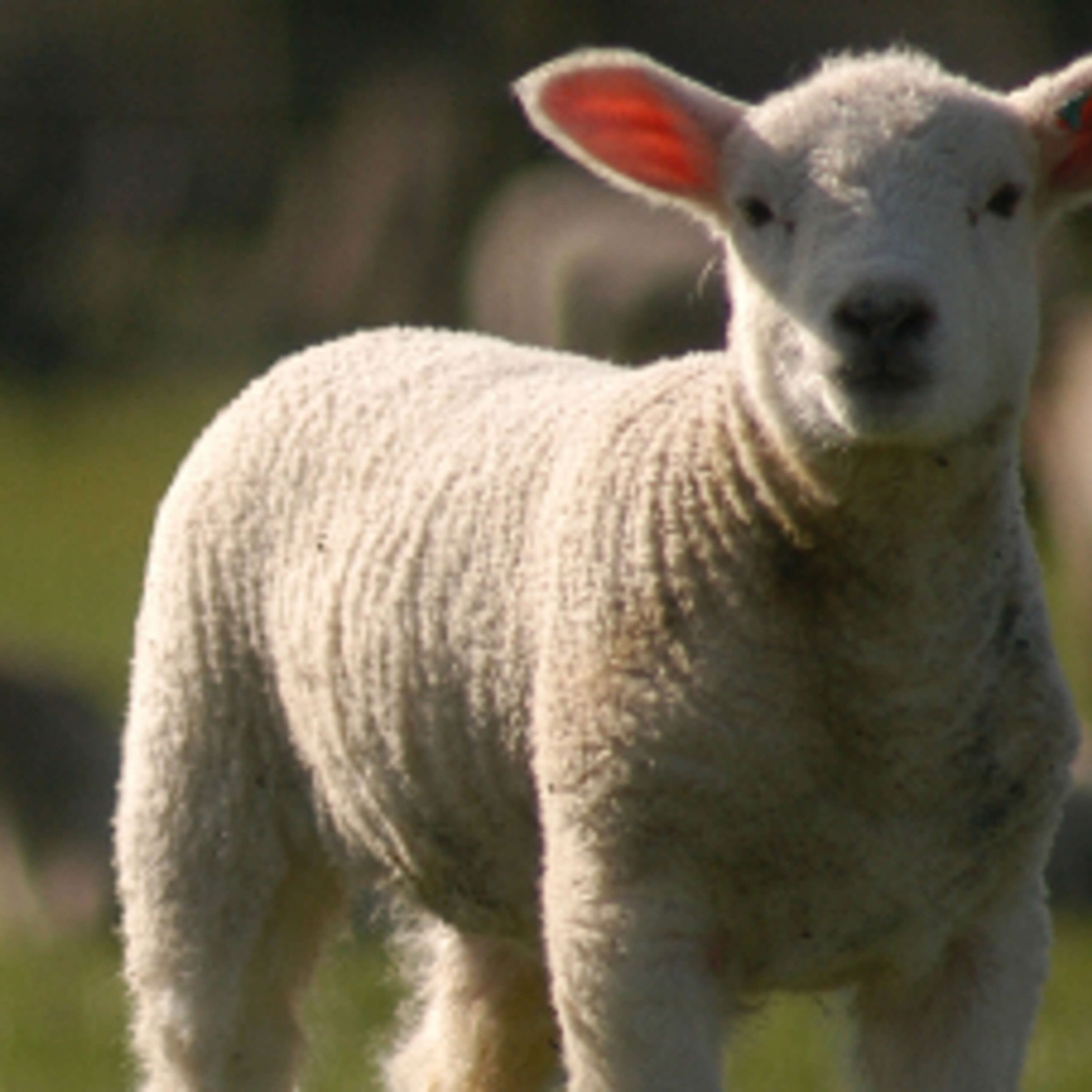 How do foster lambs perform relative to their counterparts?