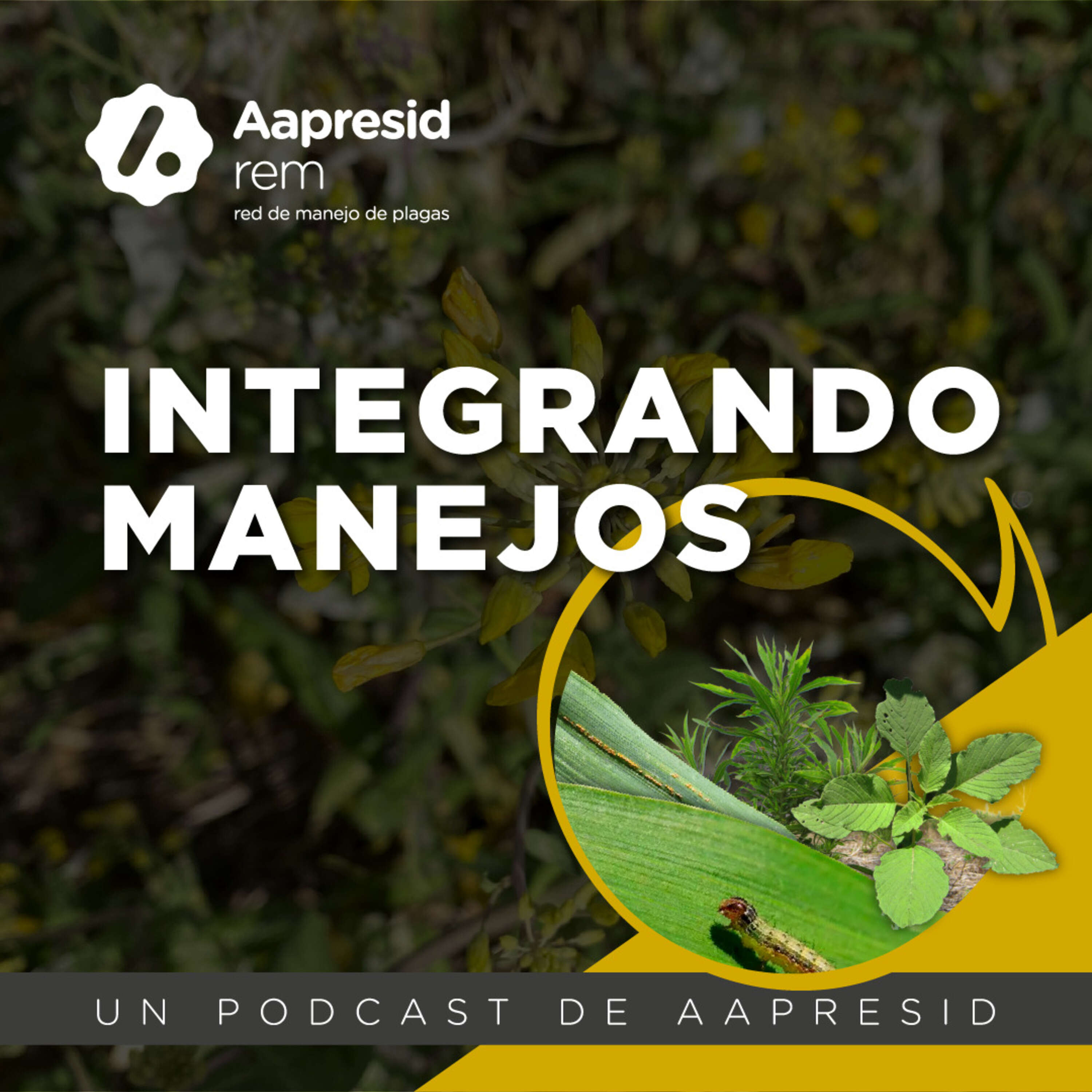 ⁣#IntegrandoManejos - Monitoreo profesional para enfermedades de trigo y cebada