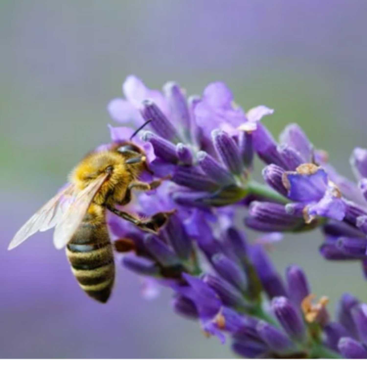 How human-made electromagnetic fields disrupt plant pollination by honeybees