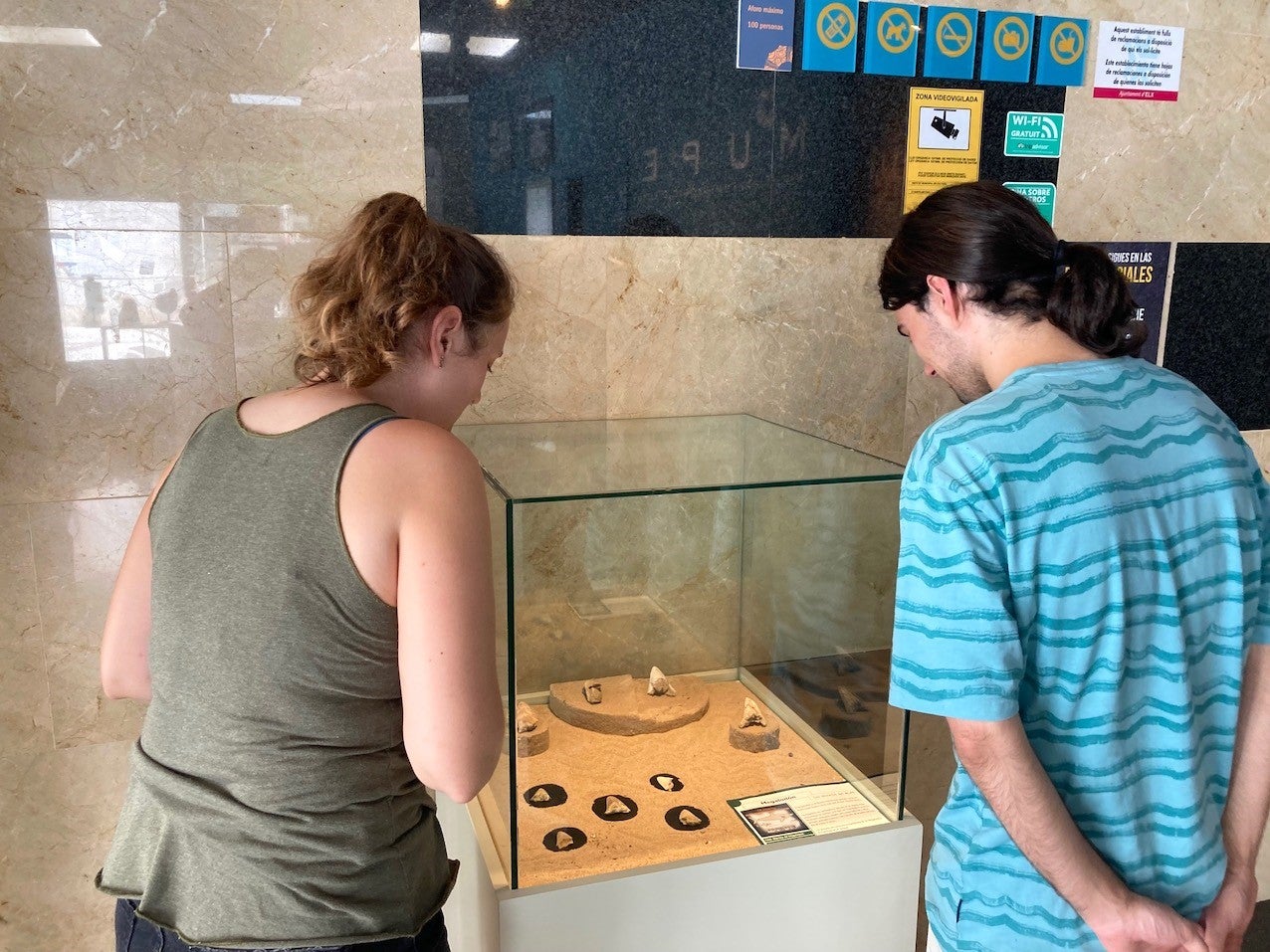 El MUPE expone este mes de agosto una colección inédita de dientes de megalodón hallados en distintas zonas de Elche