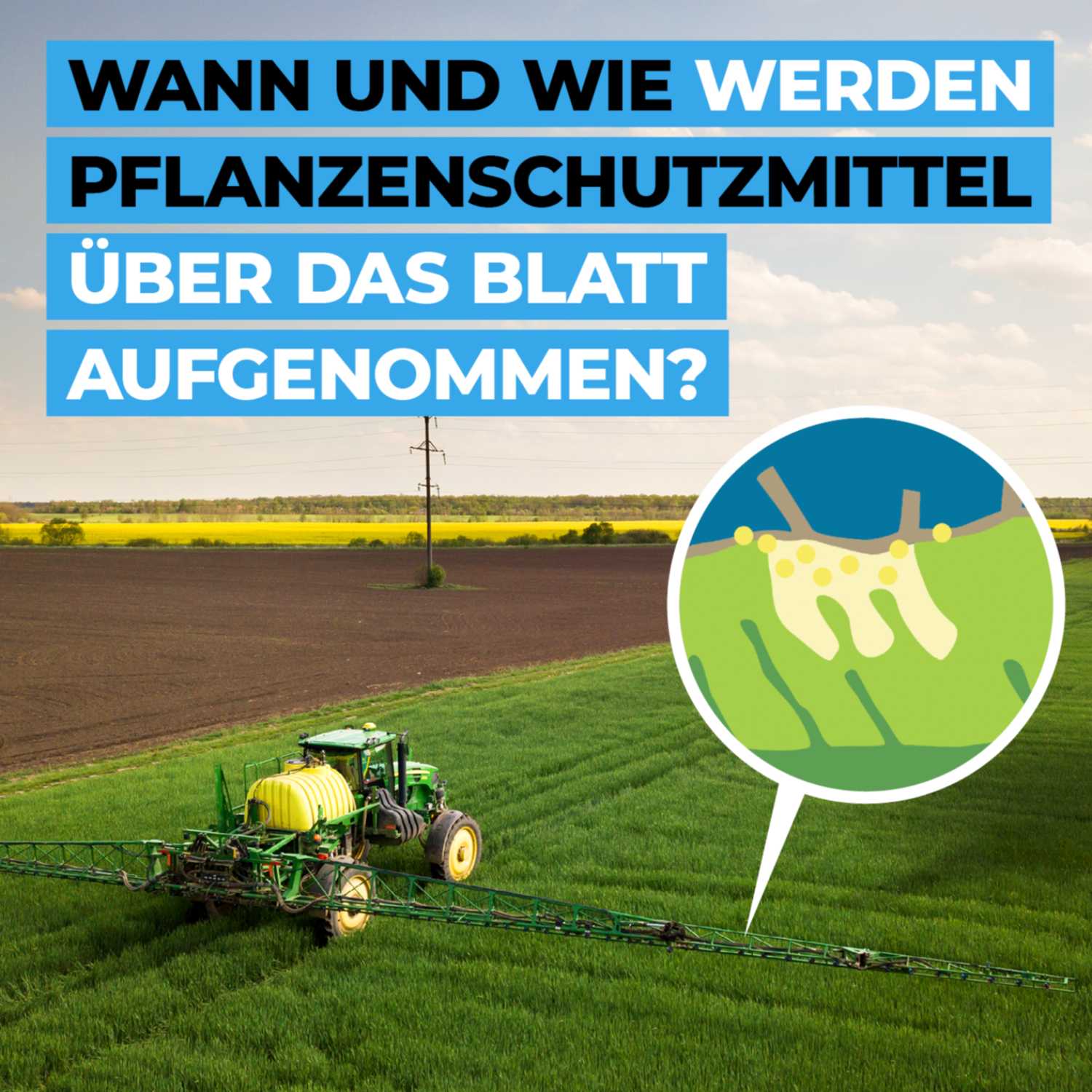 Wann und wie werden Pflanzenschutzmittel über das Blatt aufgenommen?