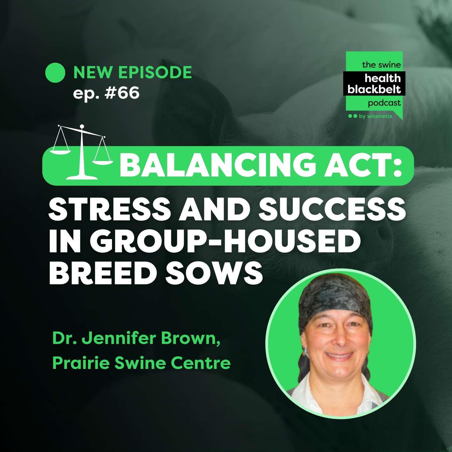 #66 - Balancing Act: Stress and Success in Group-Housed Breed Sows - Dr. Jennifer Brown