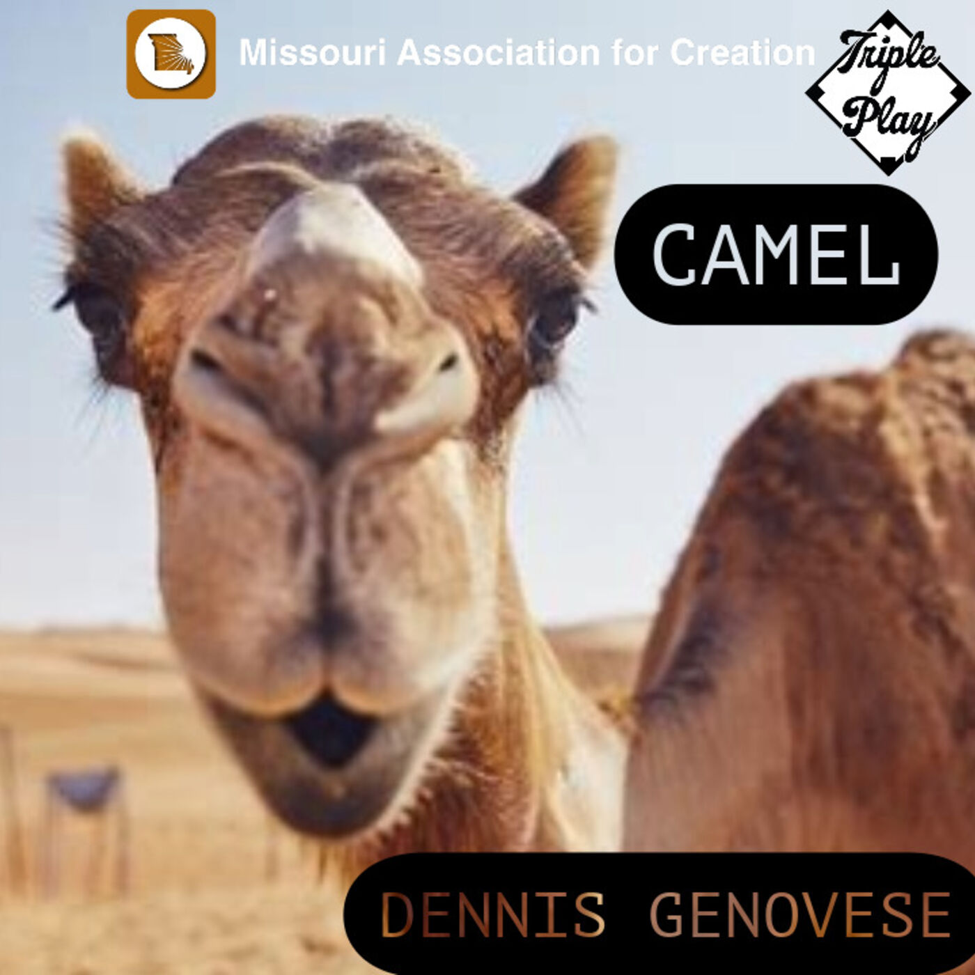 ⁣Camels With Dennis Genovese