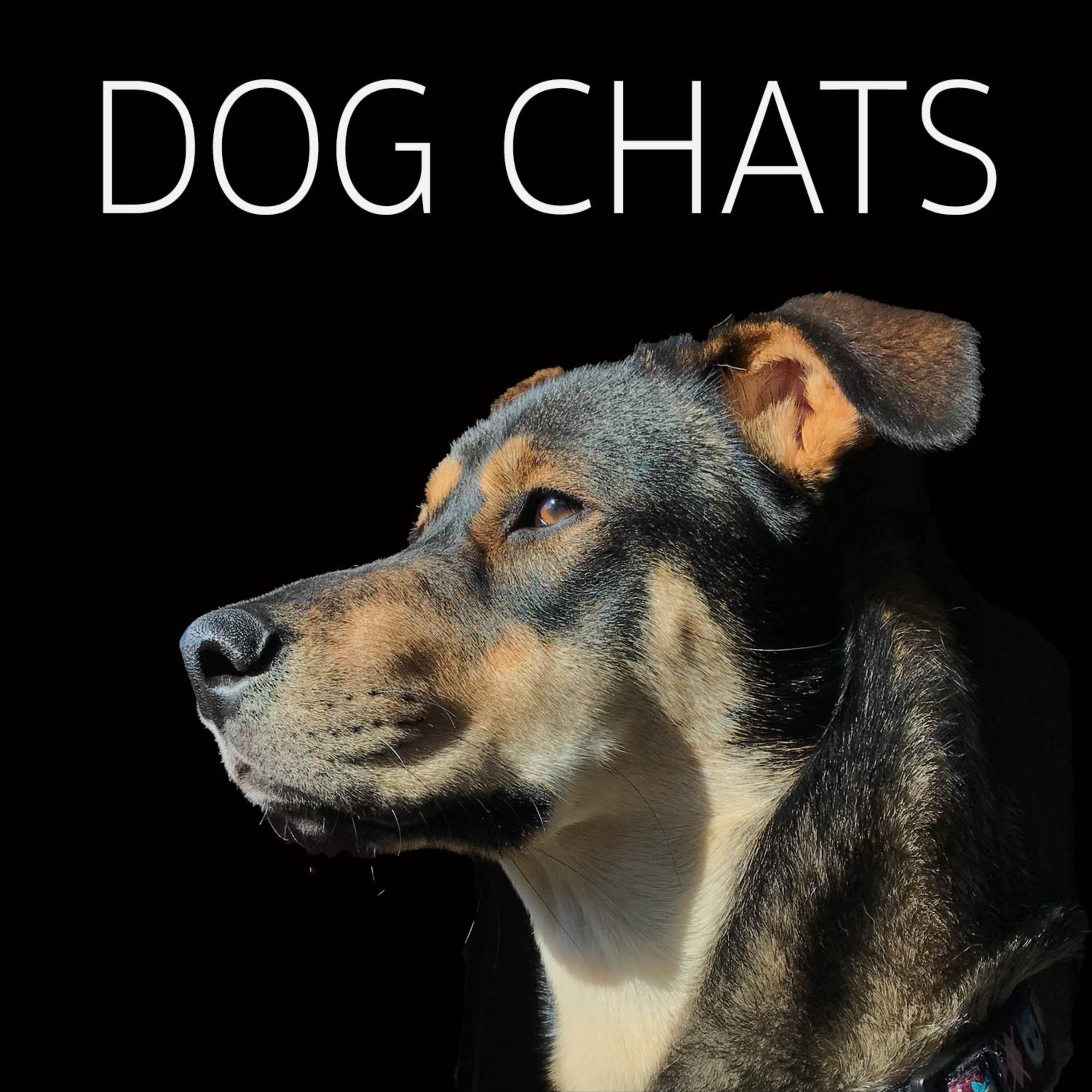 Dog Chats 