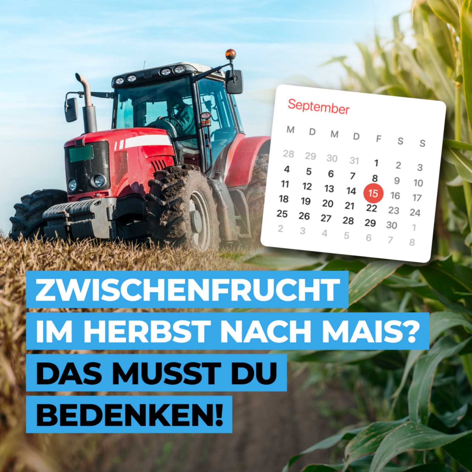 Zwischenfrucht im Herbst nach Mais? – Das musst du bedenken!