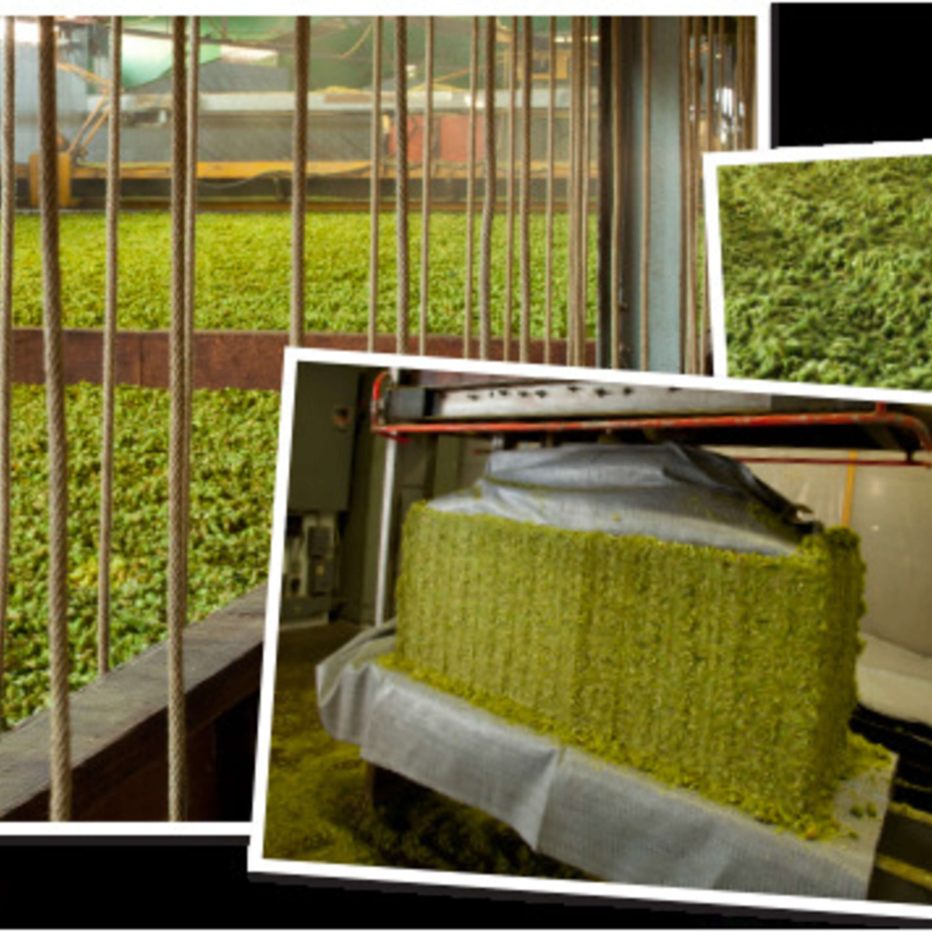 Episode 44 - The 2023 North American Hop Report