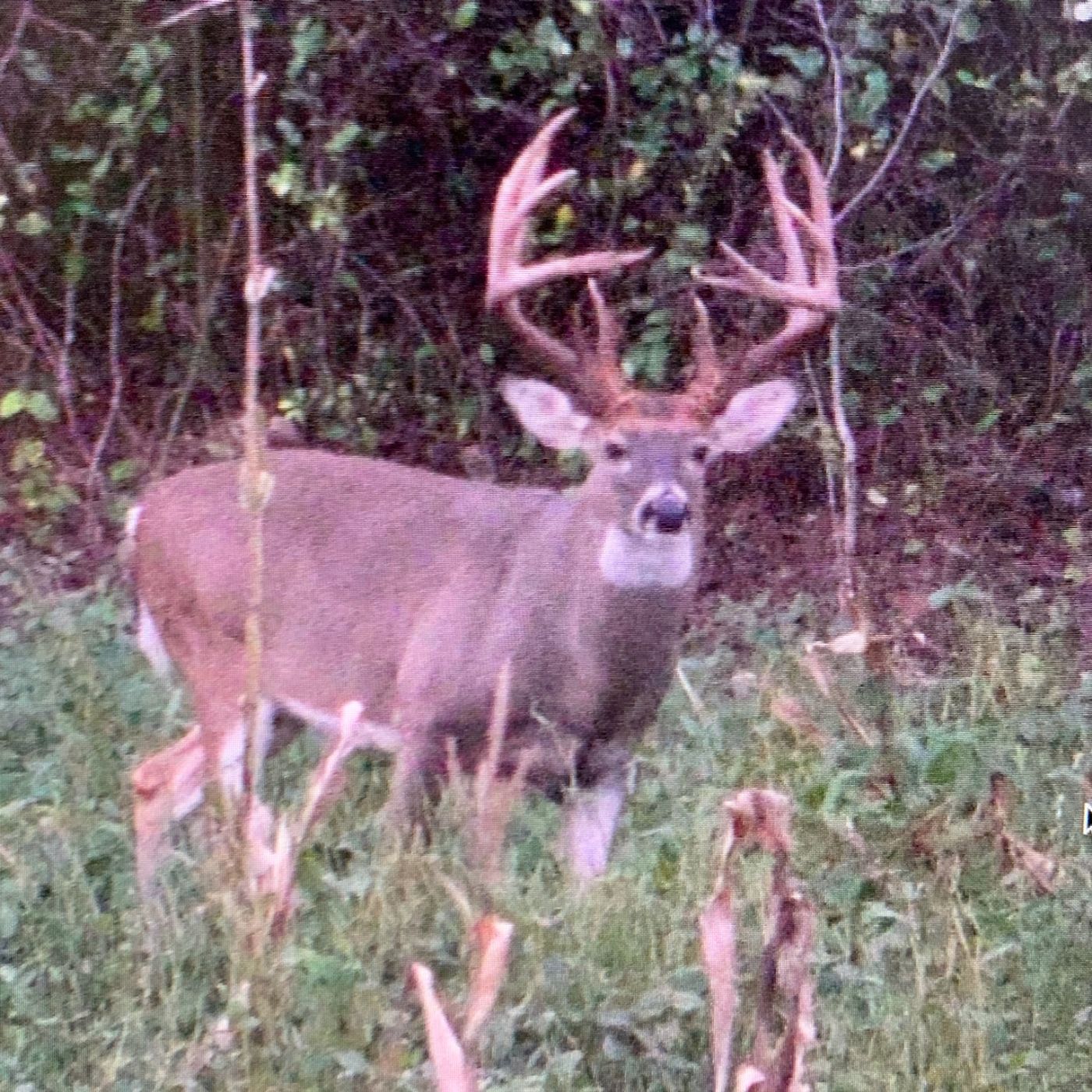 August Work That Doesn't Mean Food Plots, Stands, and Trail Cameras