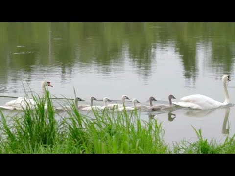 The Mute Swan Family on the Jialu River