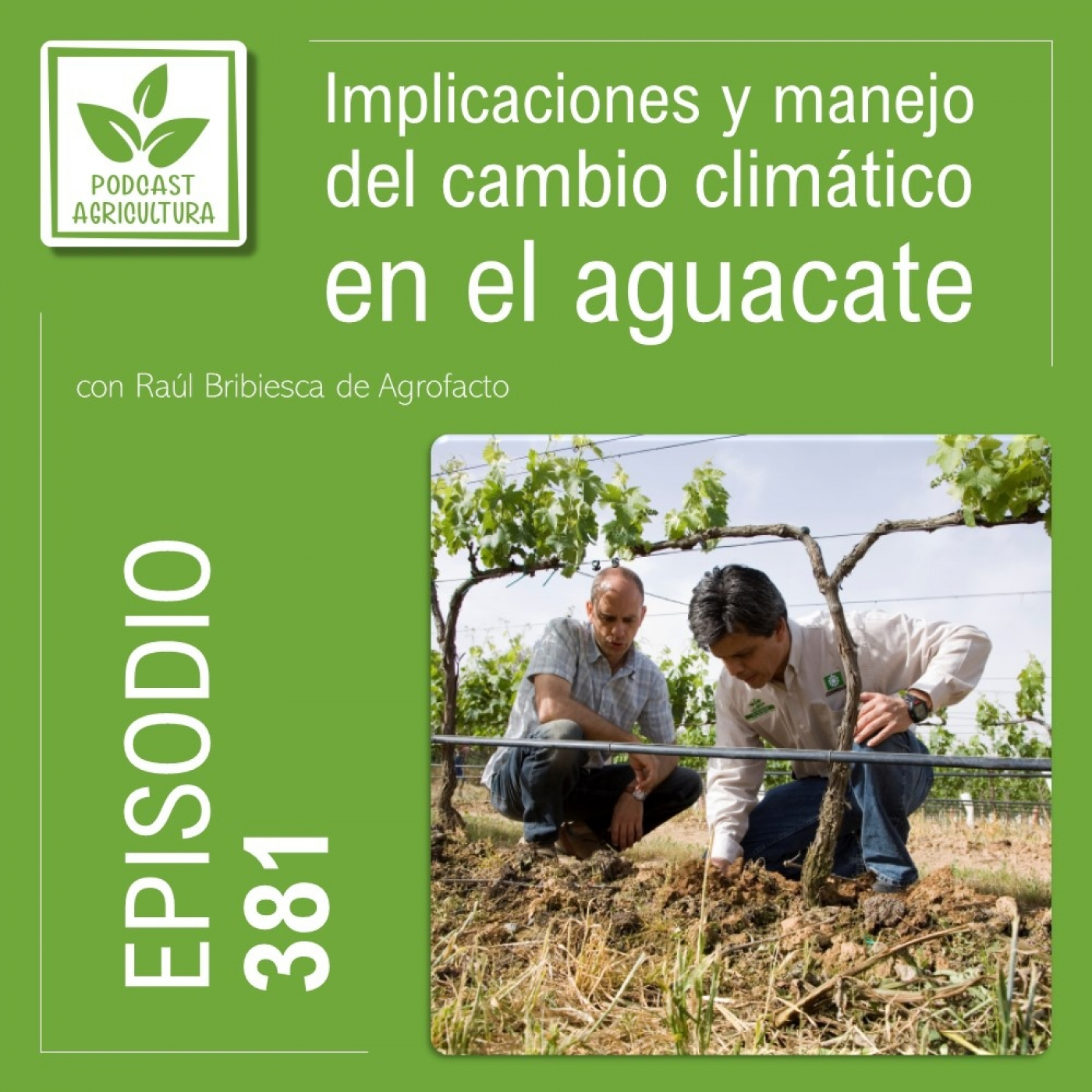 ⁣381 Implicaciones y manejo del cambio climático en el aguacate con Raúl Bribiesca