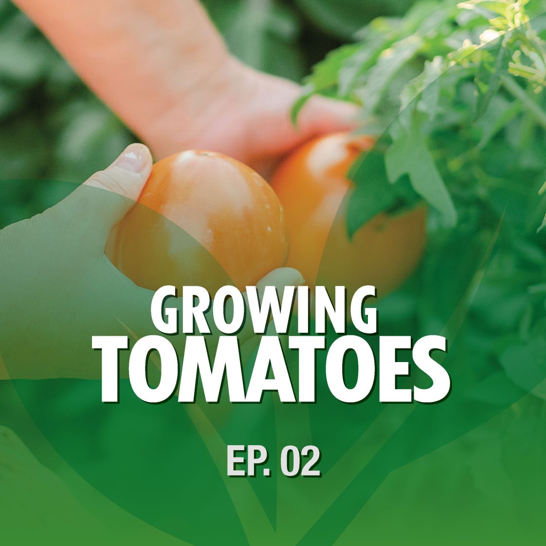 Season 1 Episode 2 – Growing Tomatoes