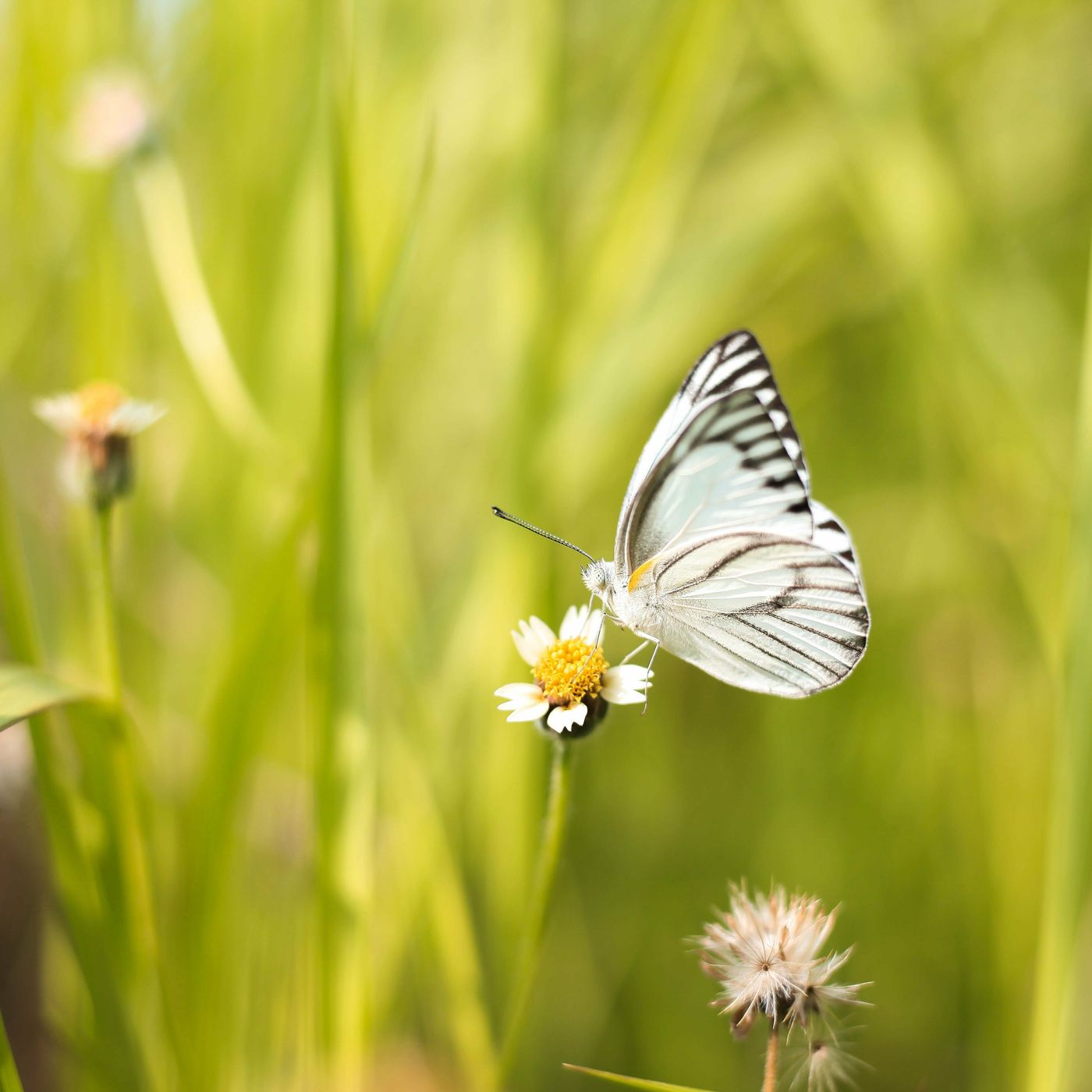 Por qué se está produciendo un descenso del número de mariposas