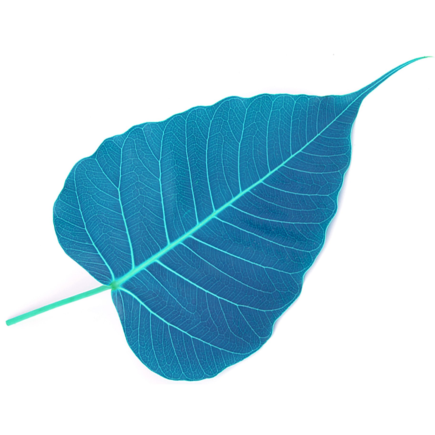 AudioDharma: Nikki Mirghafori's most recent dharma talks 