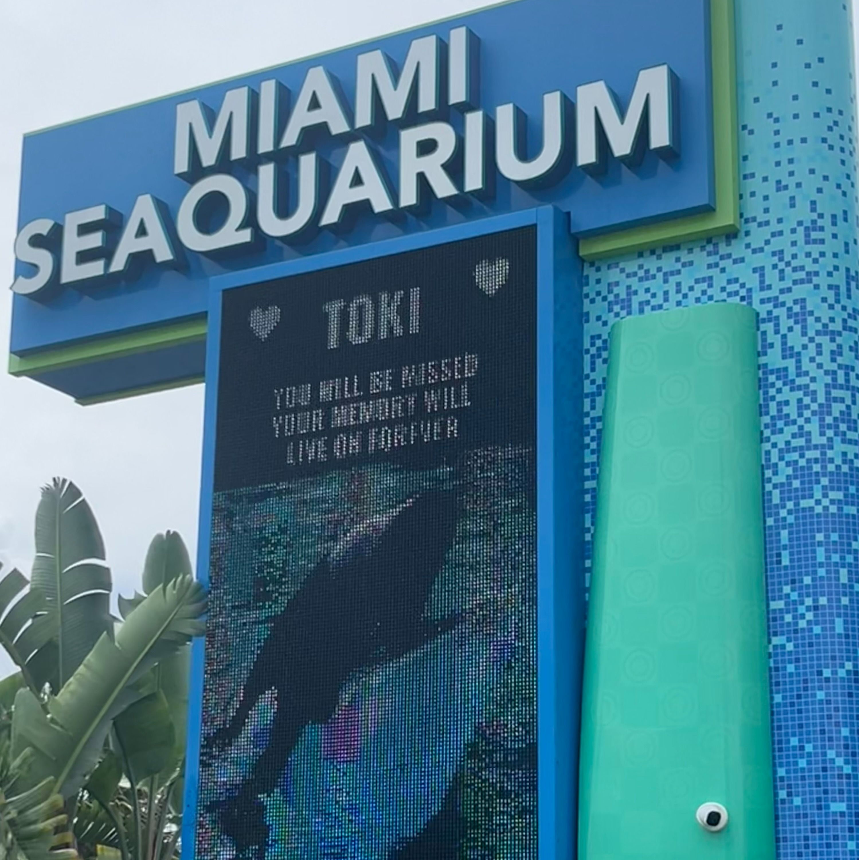 August 22, 2023: The Miami Seaquarium reopens without Lolita