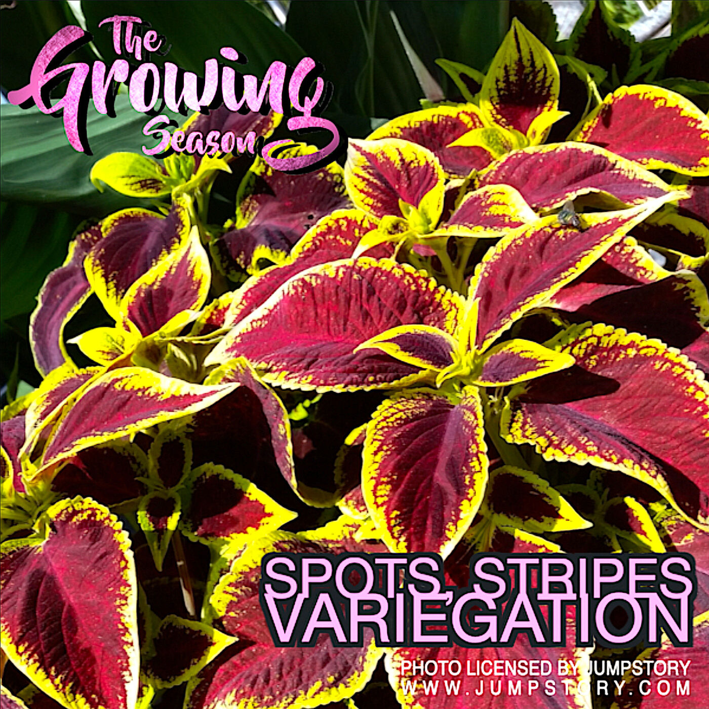 The Growing Season, Aug 12, 2023 - Spots, Stripes, Variegation