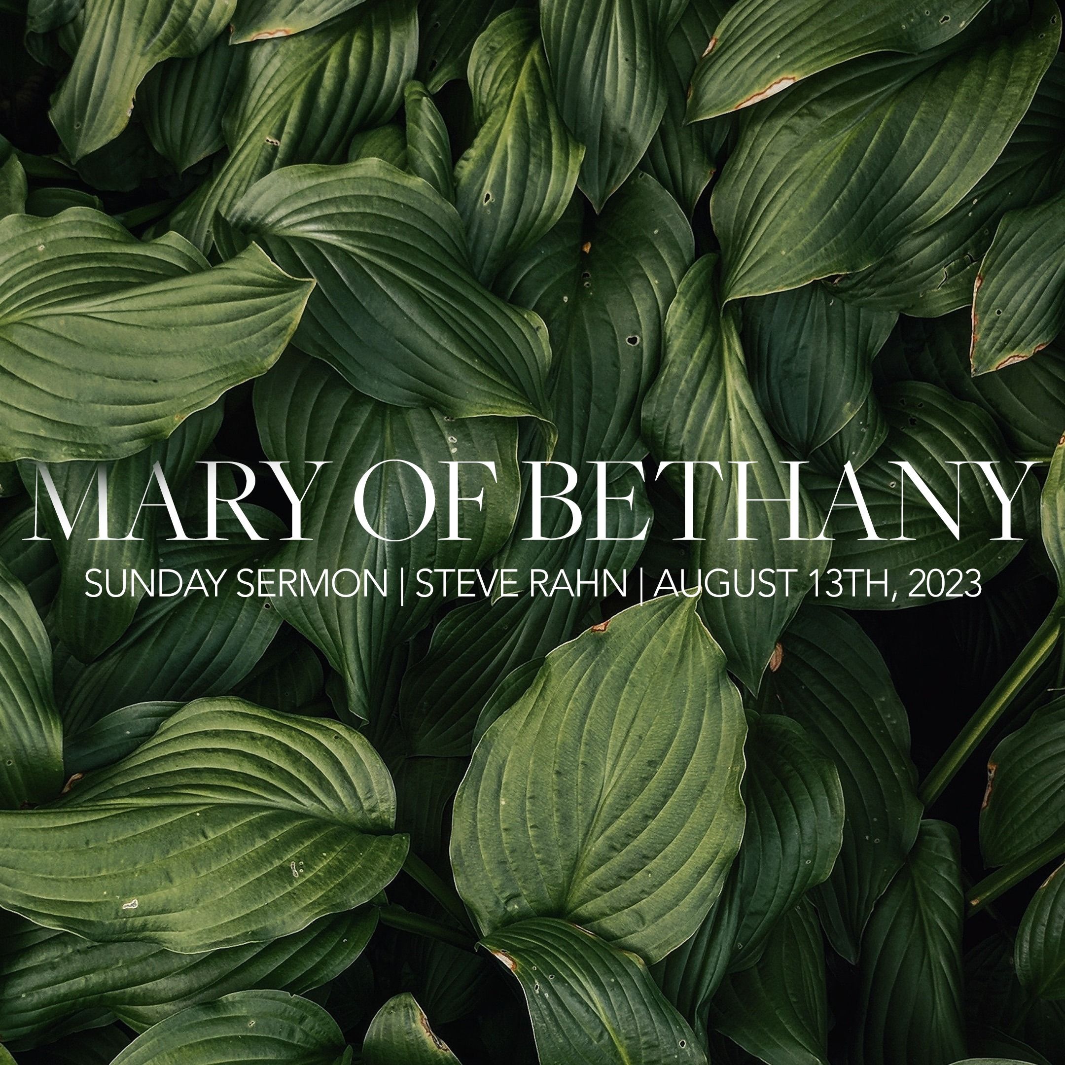 Mary of Bethany | Steve Rahn