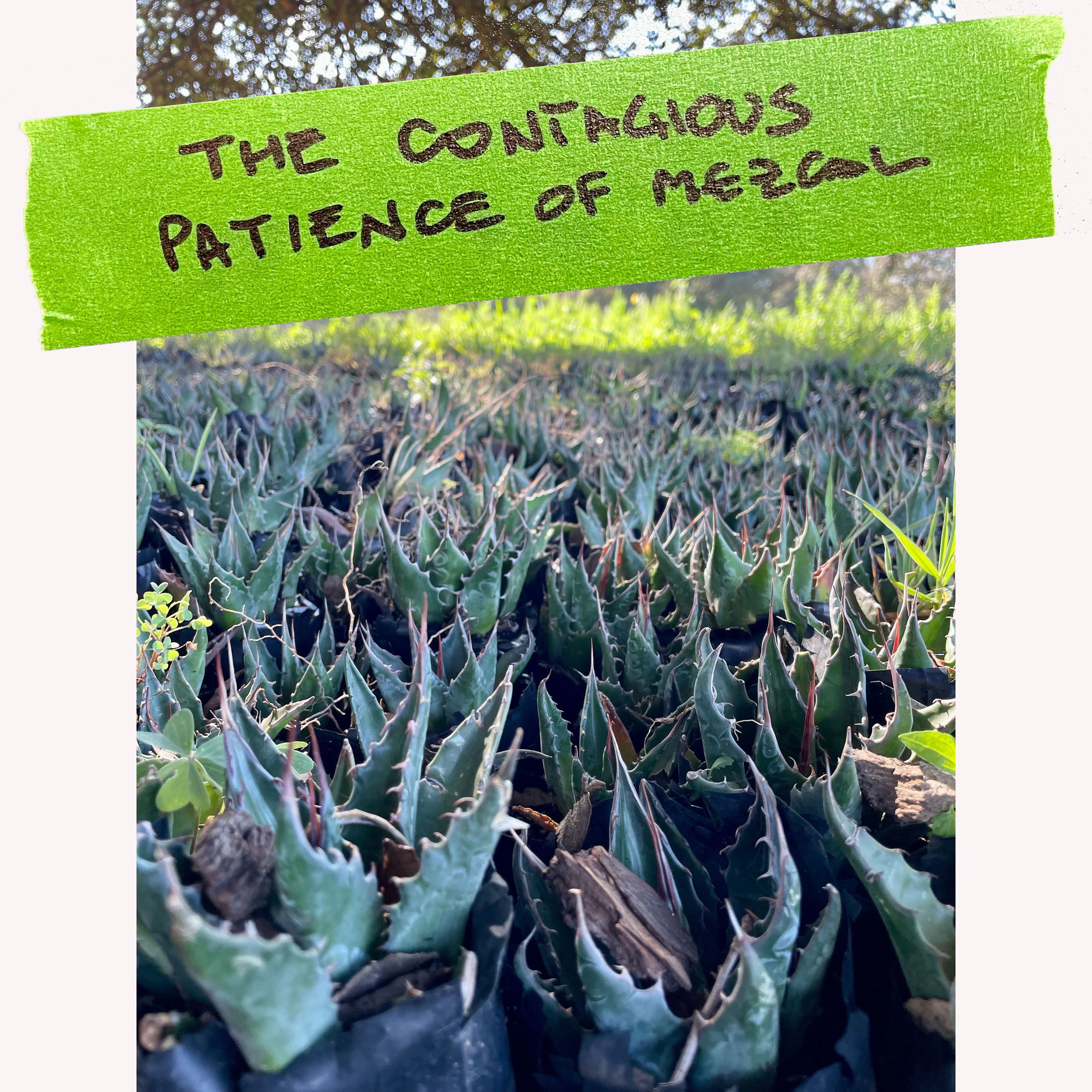 The Contagious Patience of Mezcal